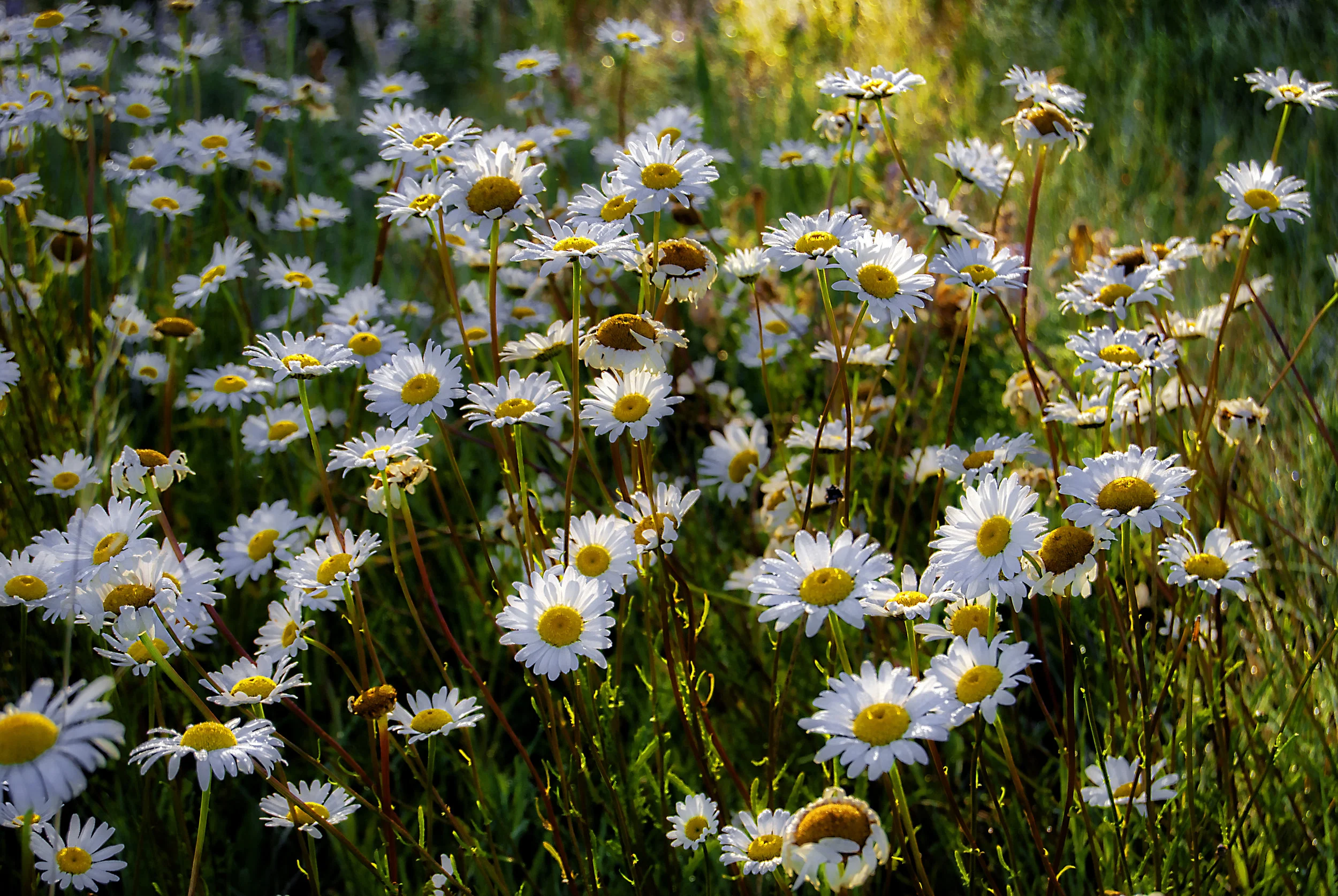 Intelligent Design.jpg