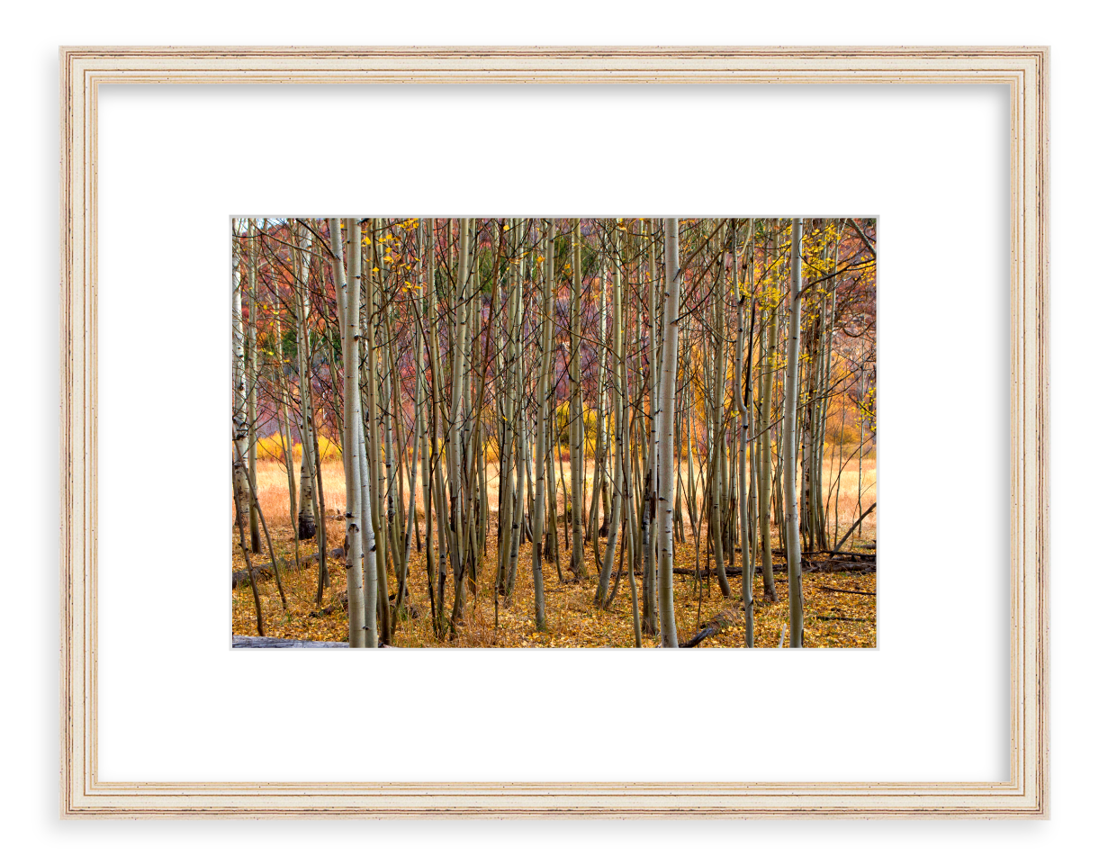Colorful-Grove.png