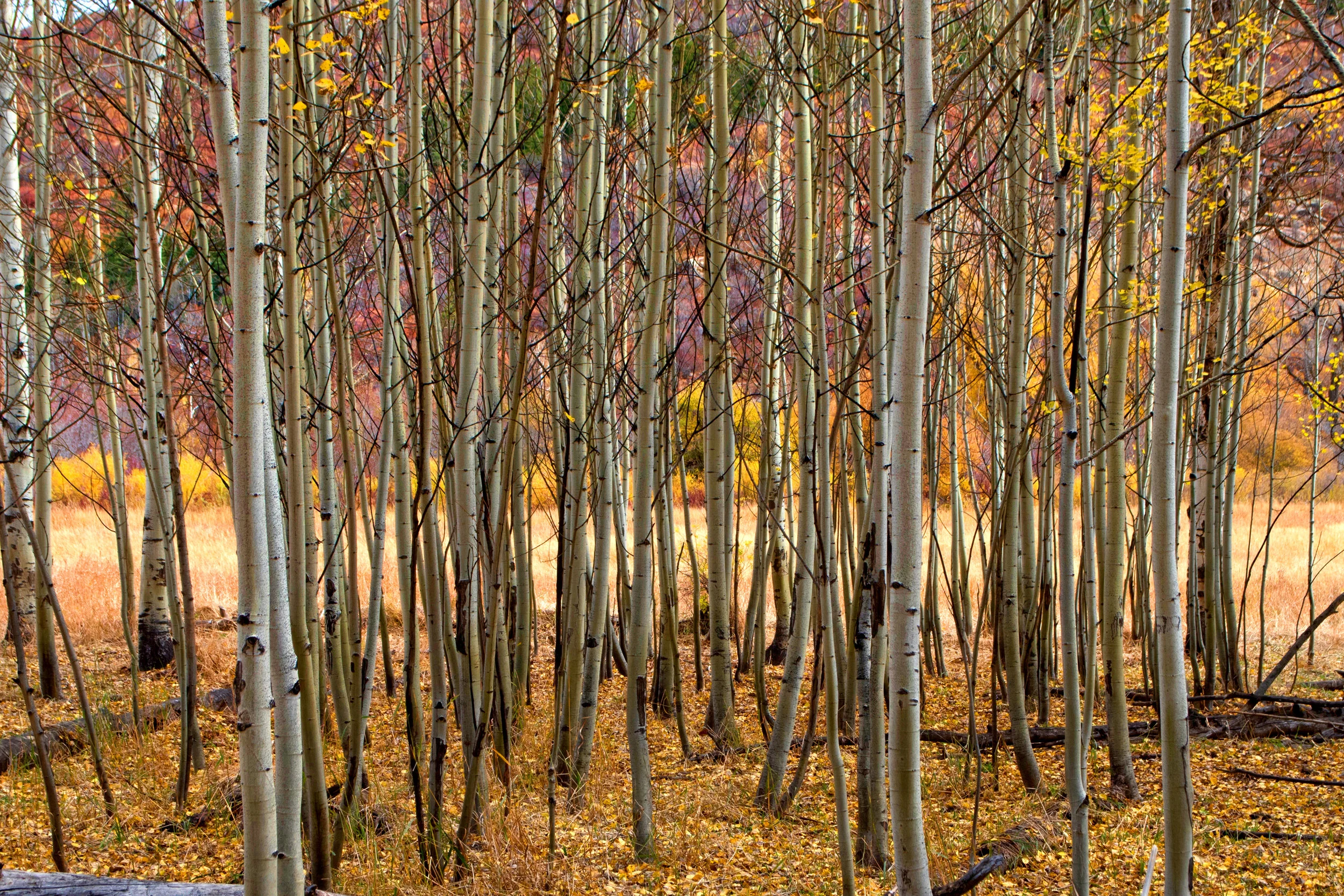 Colorful Grove.jpg