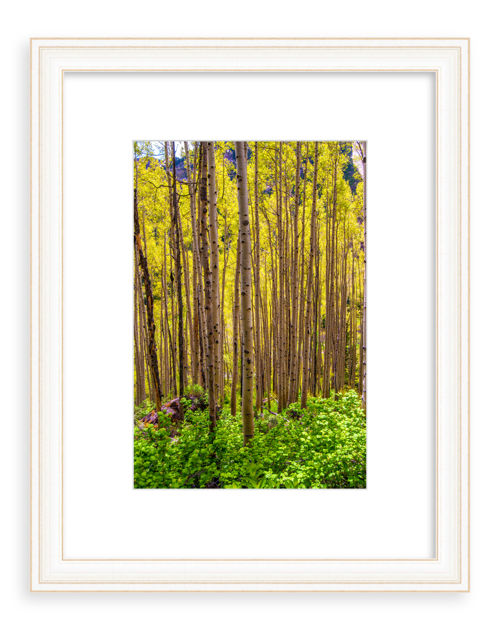 Early-Morning-Aspens.png