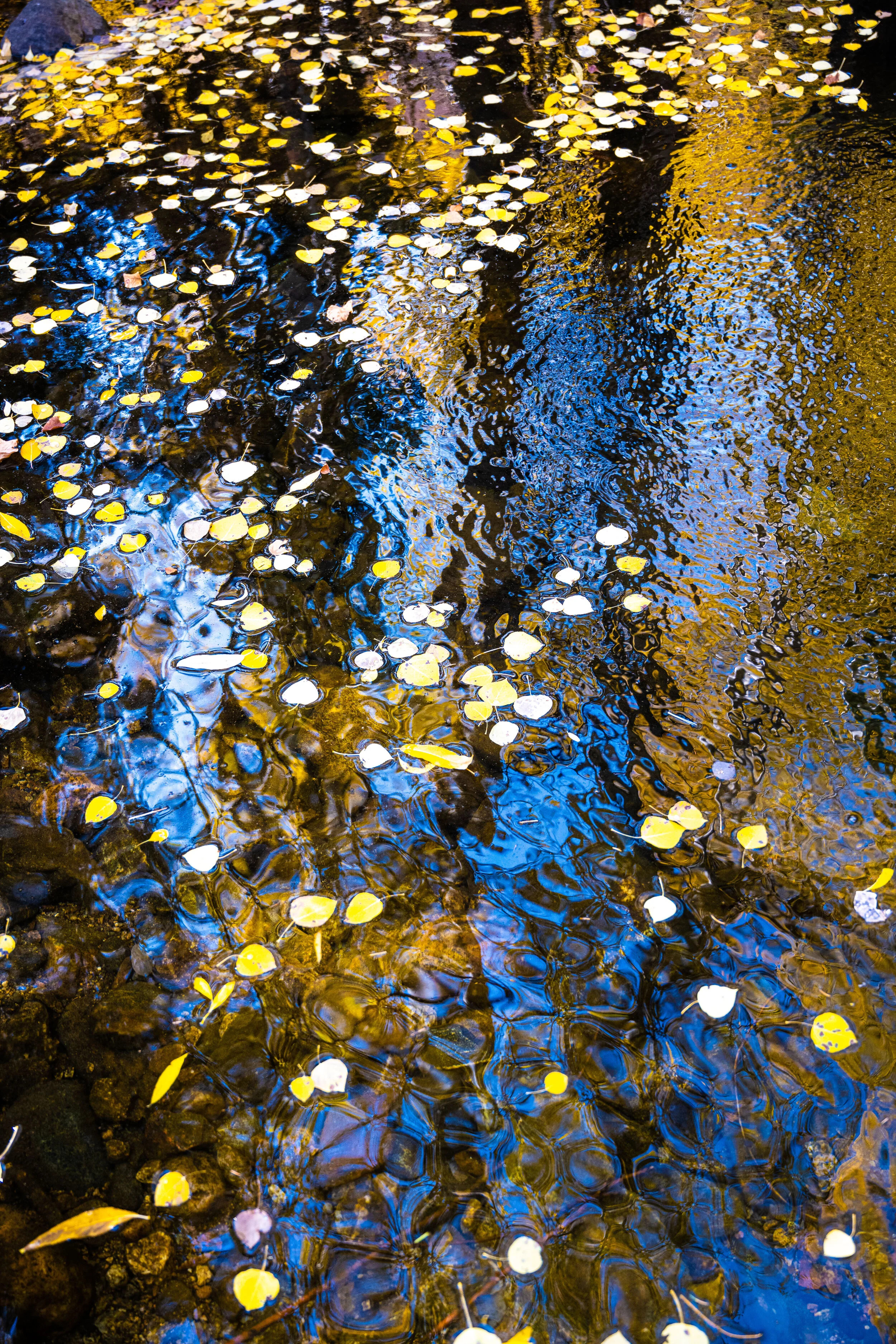 Spring Creek fall.jpg