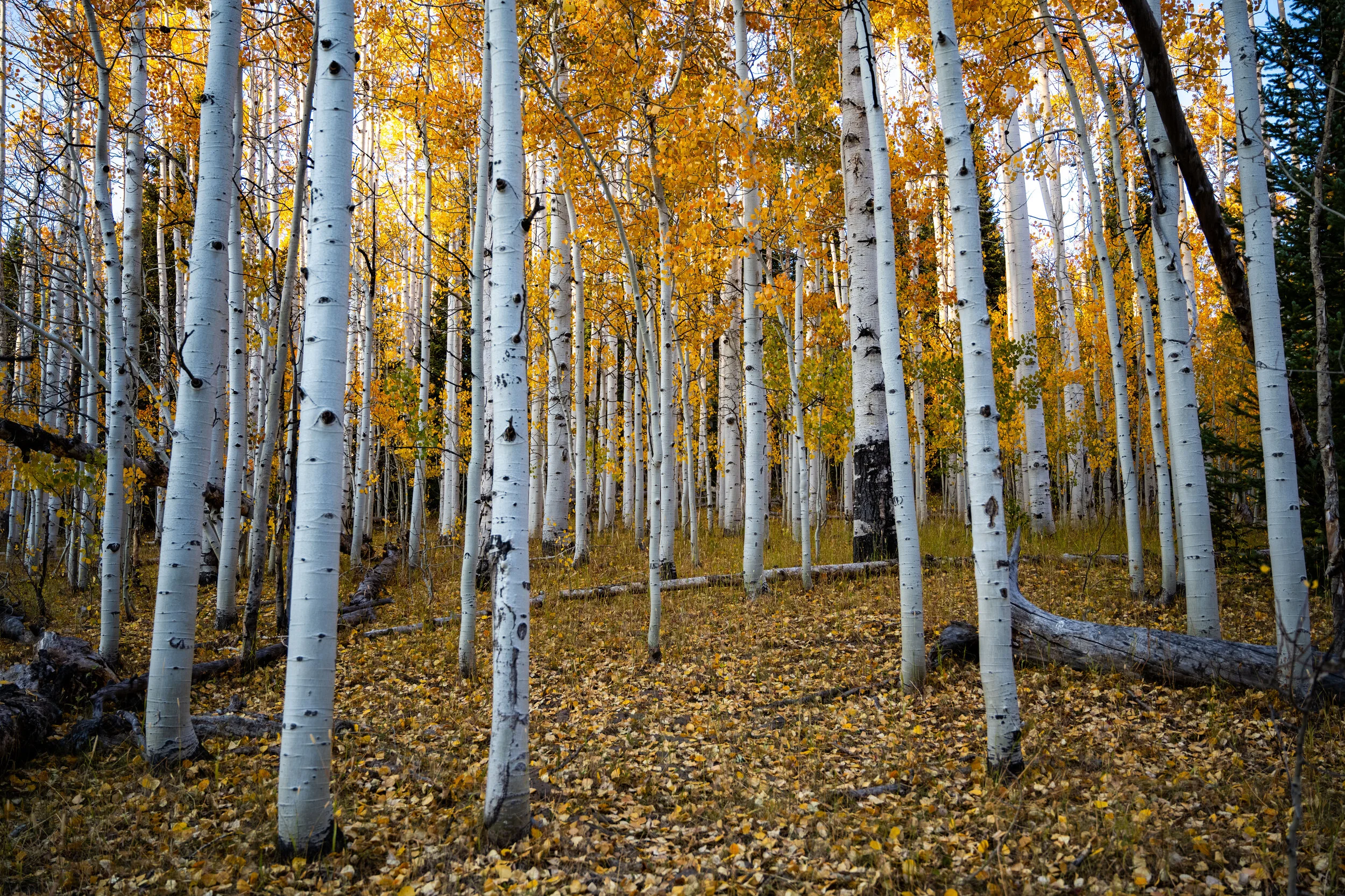 Steamboat Lake fall.jpg