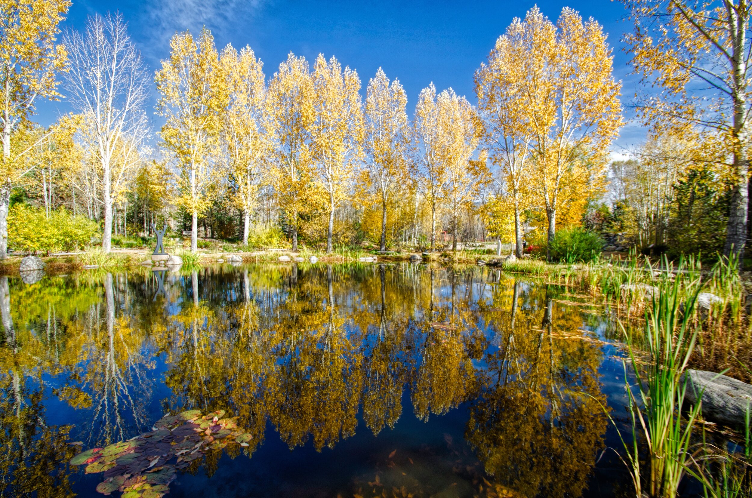 steamboat botanical_HDR.jpeg