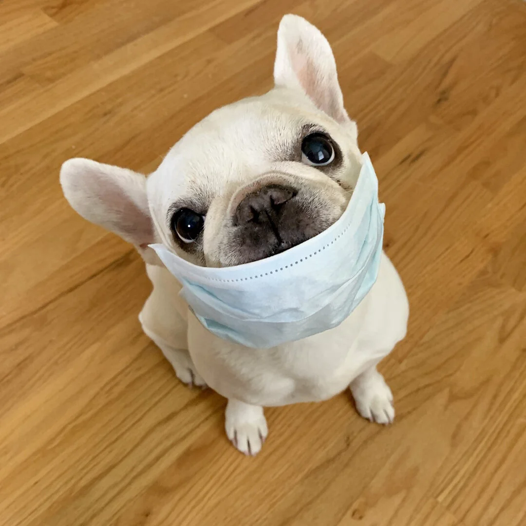 Pet Projects Caring for Furry Family in Quarantine — Gabe's