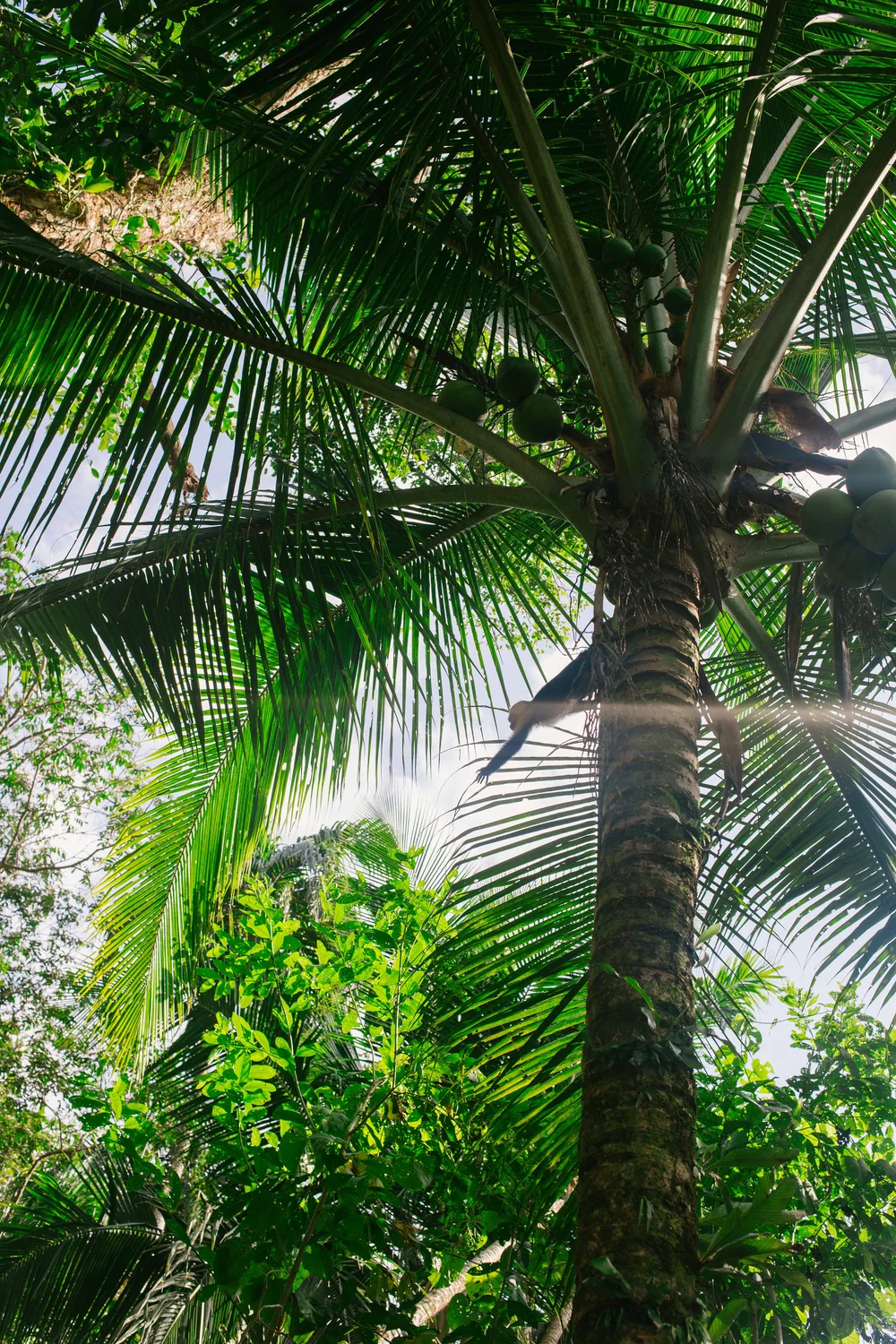  Along the 10 minue walk from dock to Palmar  