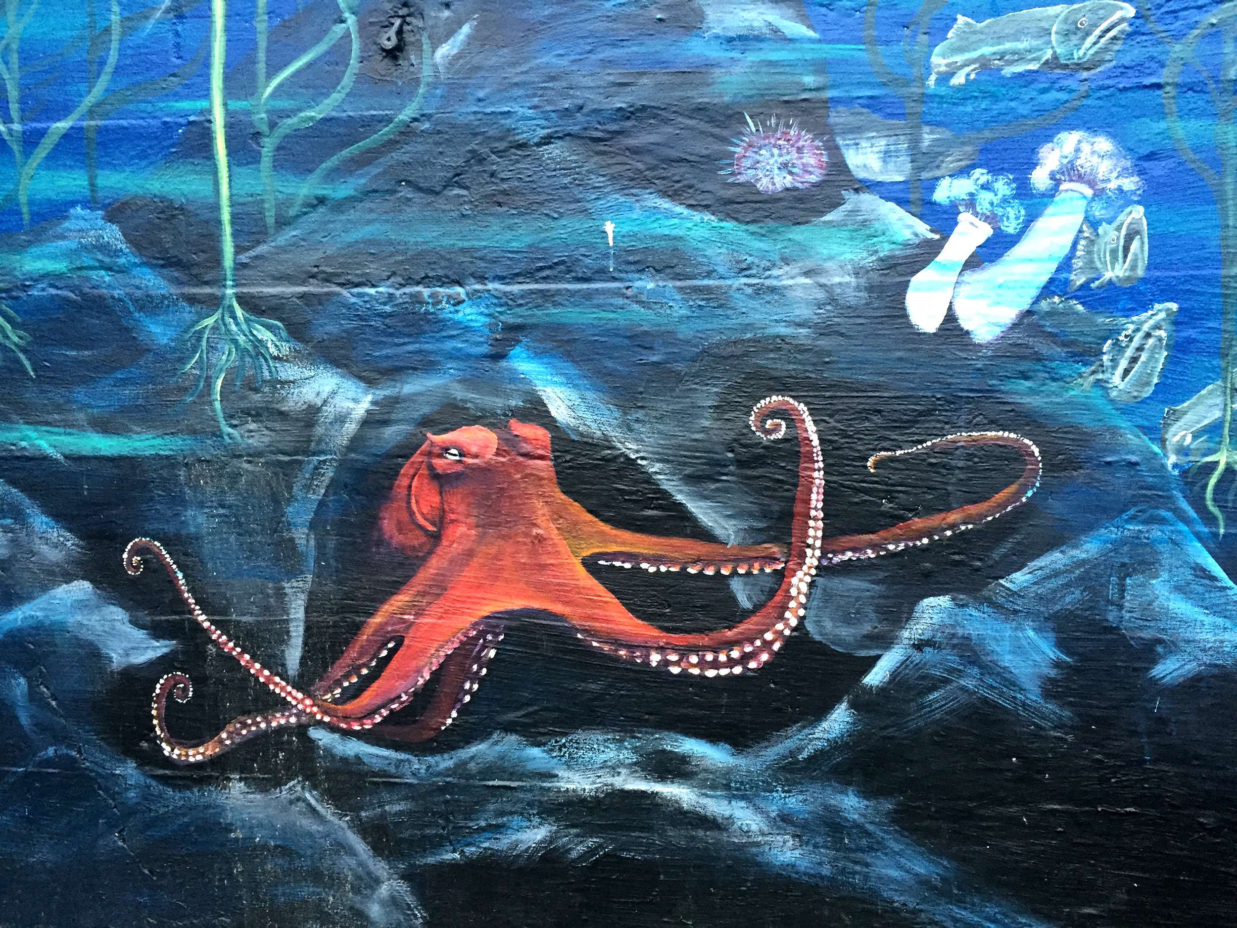 Estuarium Octopus.jpg
