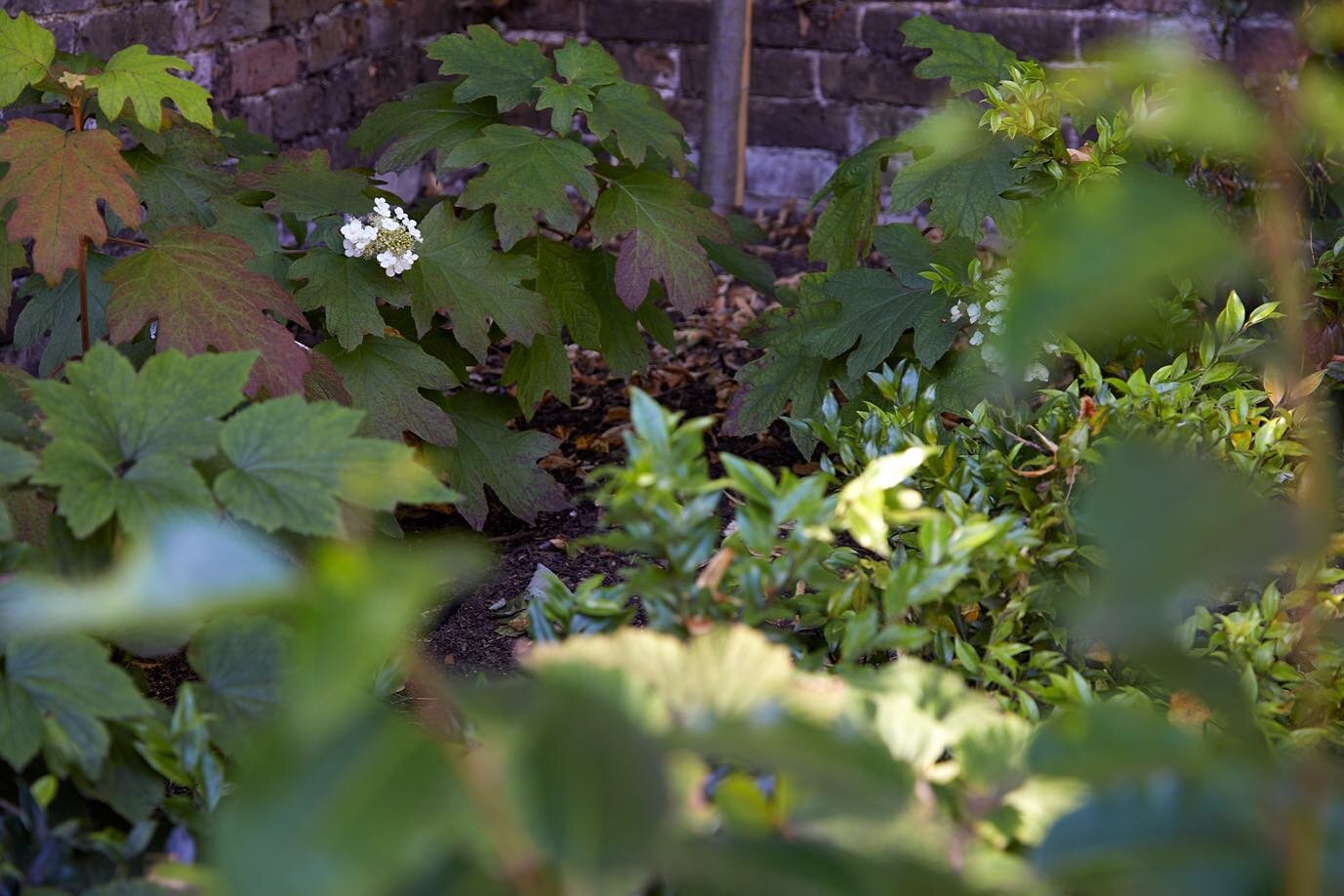 A shady corner of a west London garden 

Photo: @annastathakiphoto