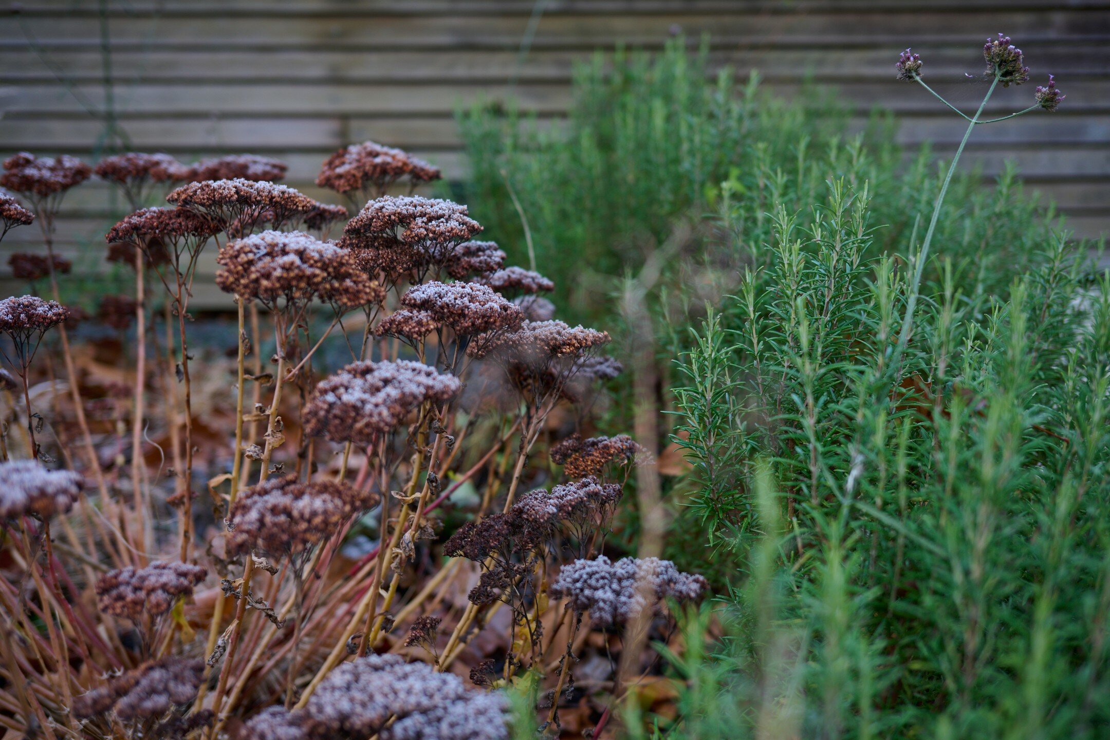 Frosty textures in an ongoing project in south London

Plant supply: @provendernurseries 
Photography: @dee_ramadan