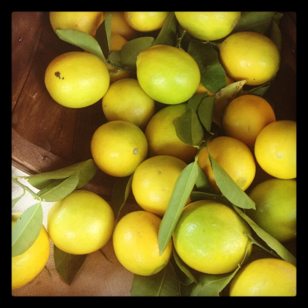 Harvest1lemons-1024x1024.jpg