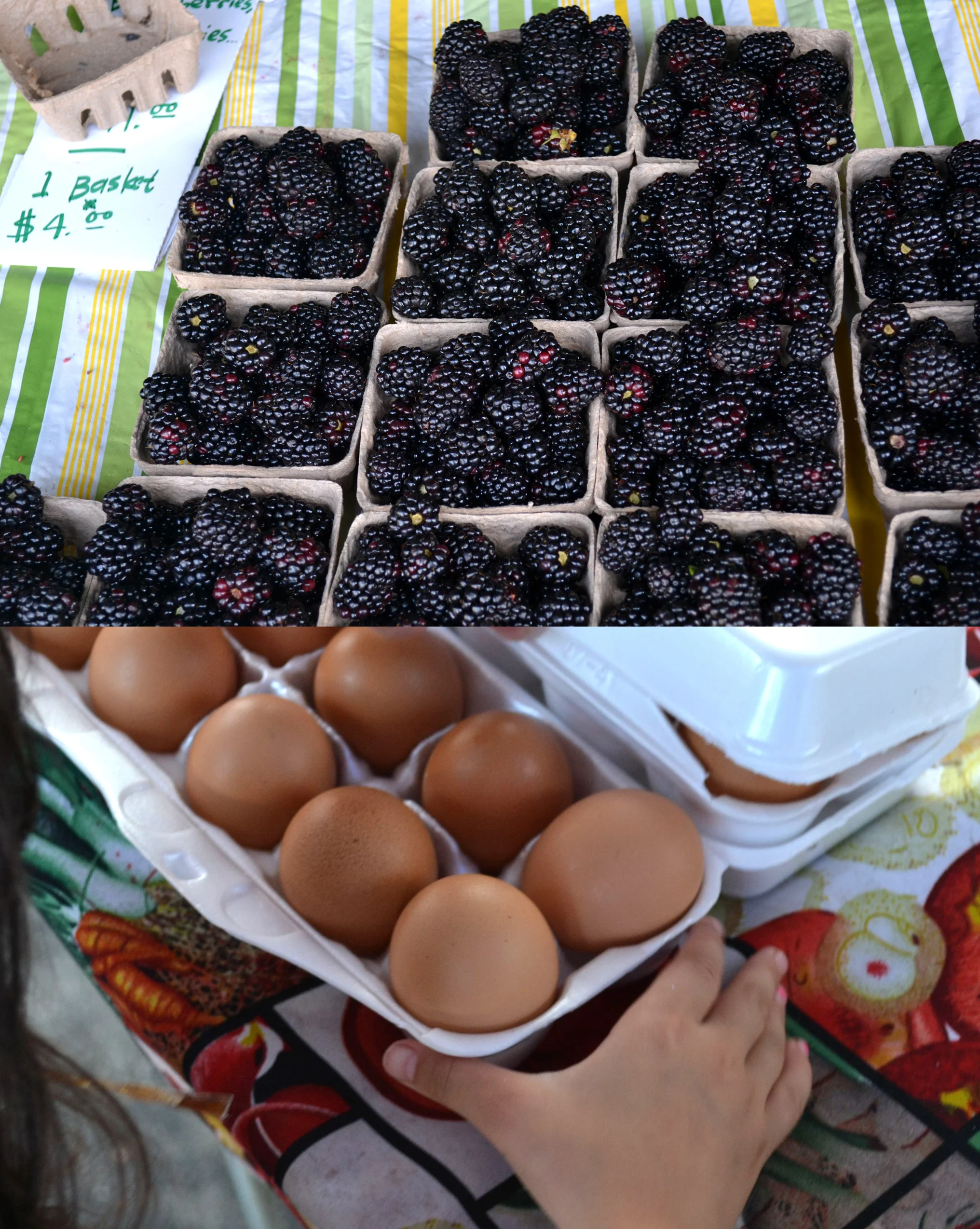 HarvestBerriesEggs.jpg