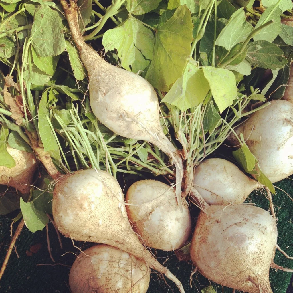 HarvestJicama-1024x1024.jpg