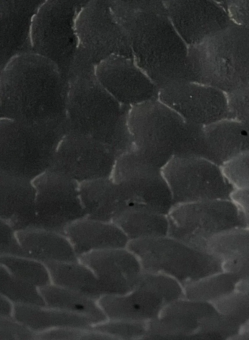 IMG_8196 cropped.jpg