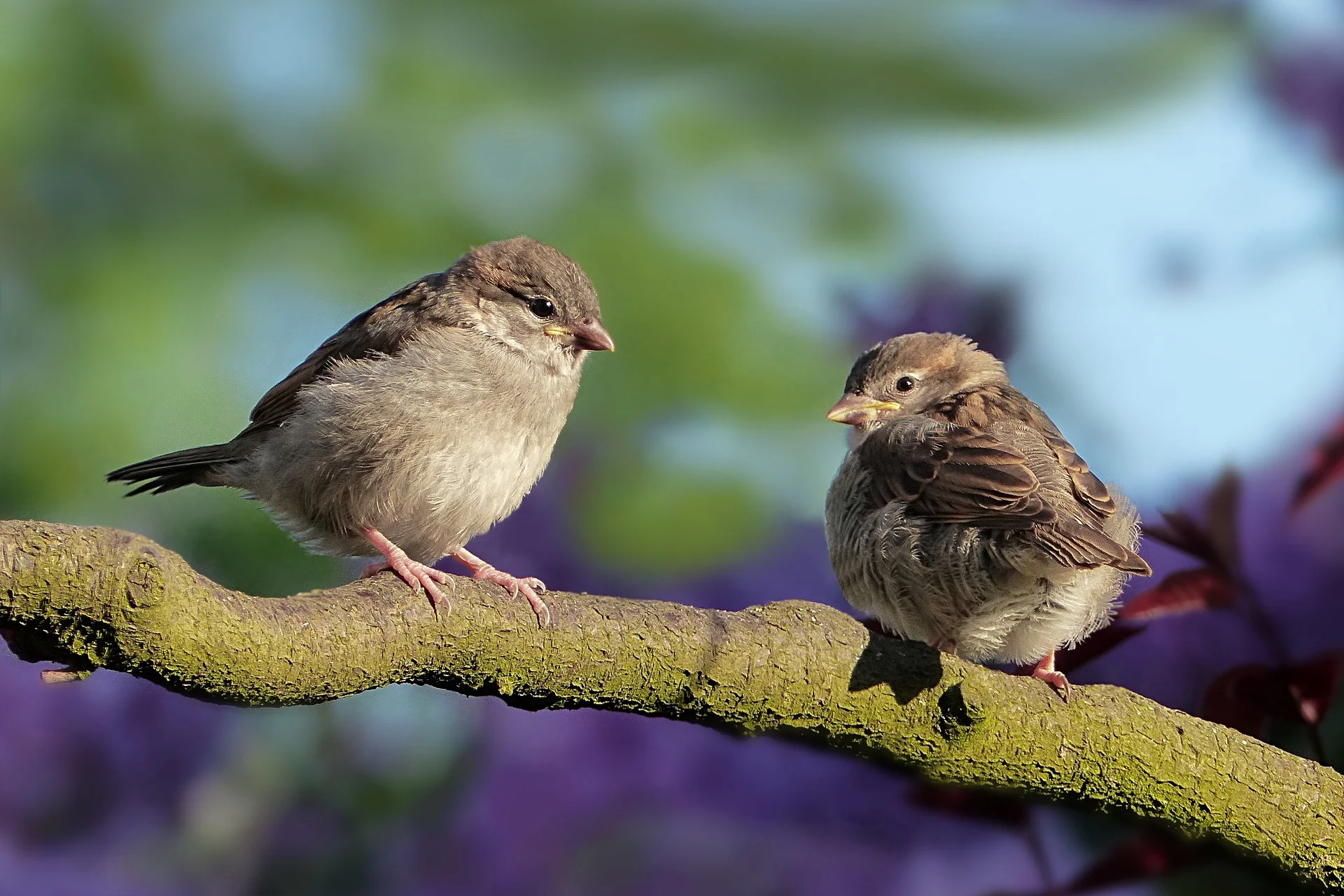 50 Free Ways To Increase Your Twitter Followers