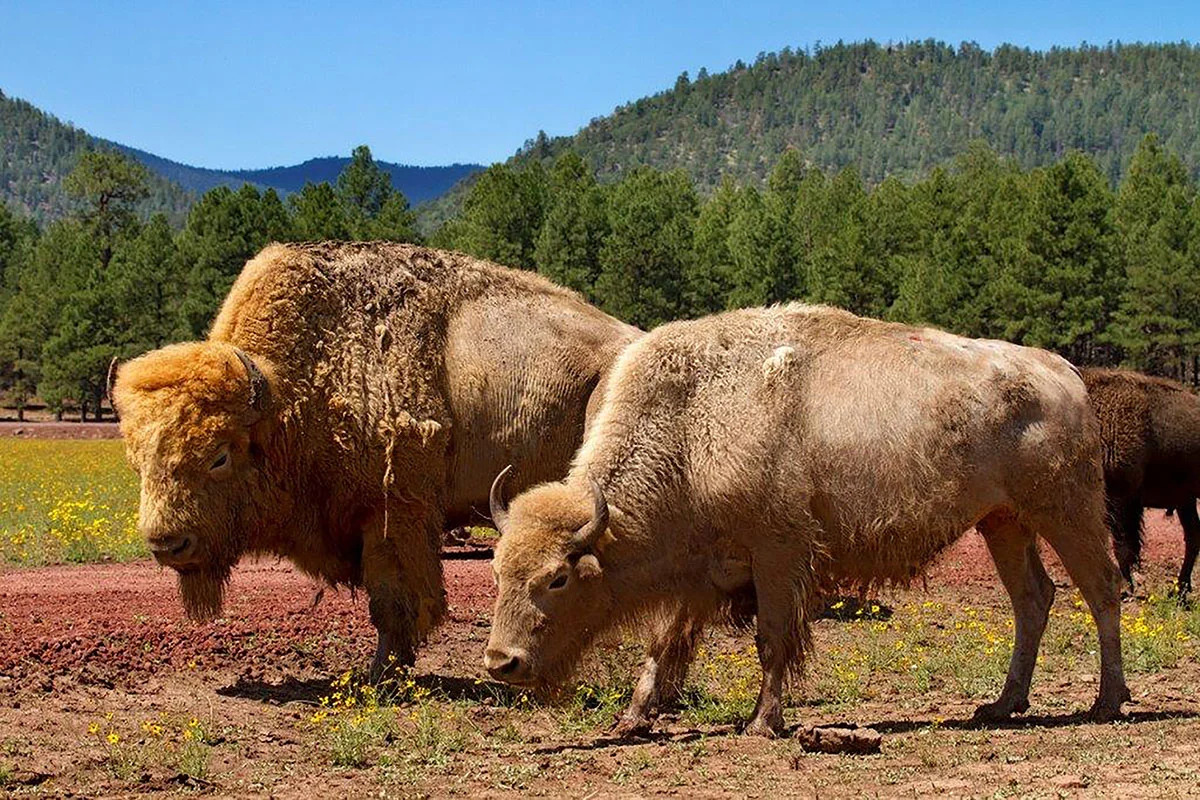 bearizona-williams-white-bison.jpg