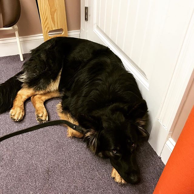 Our other mascot, Duke, likes to make an appearance every one in awhile! 🐾💙
#coveyphysicaltherapy #gsdofinstagram #physicaltherapy #occupationaltherapy #dogsatwork