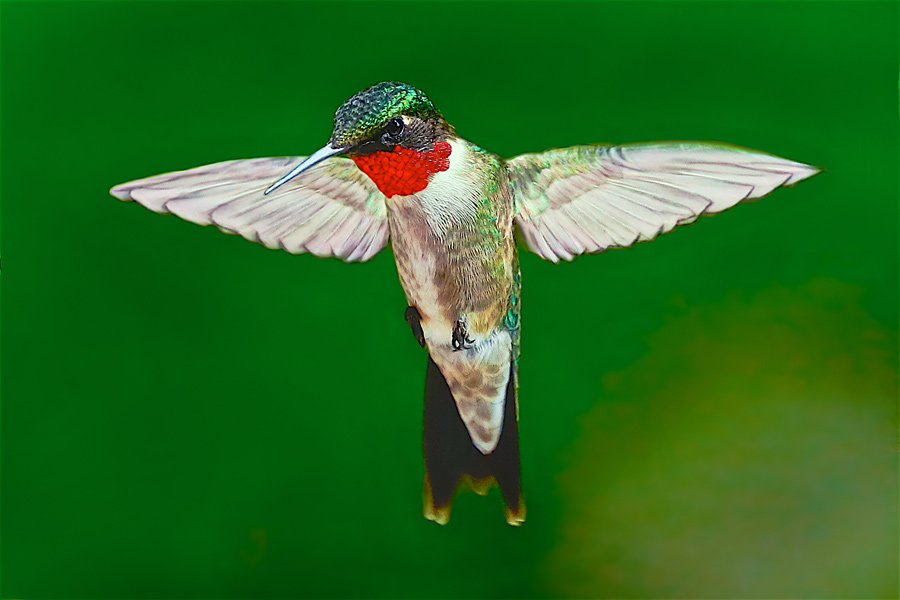 Hummingbird_00I3112.jpg