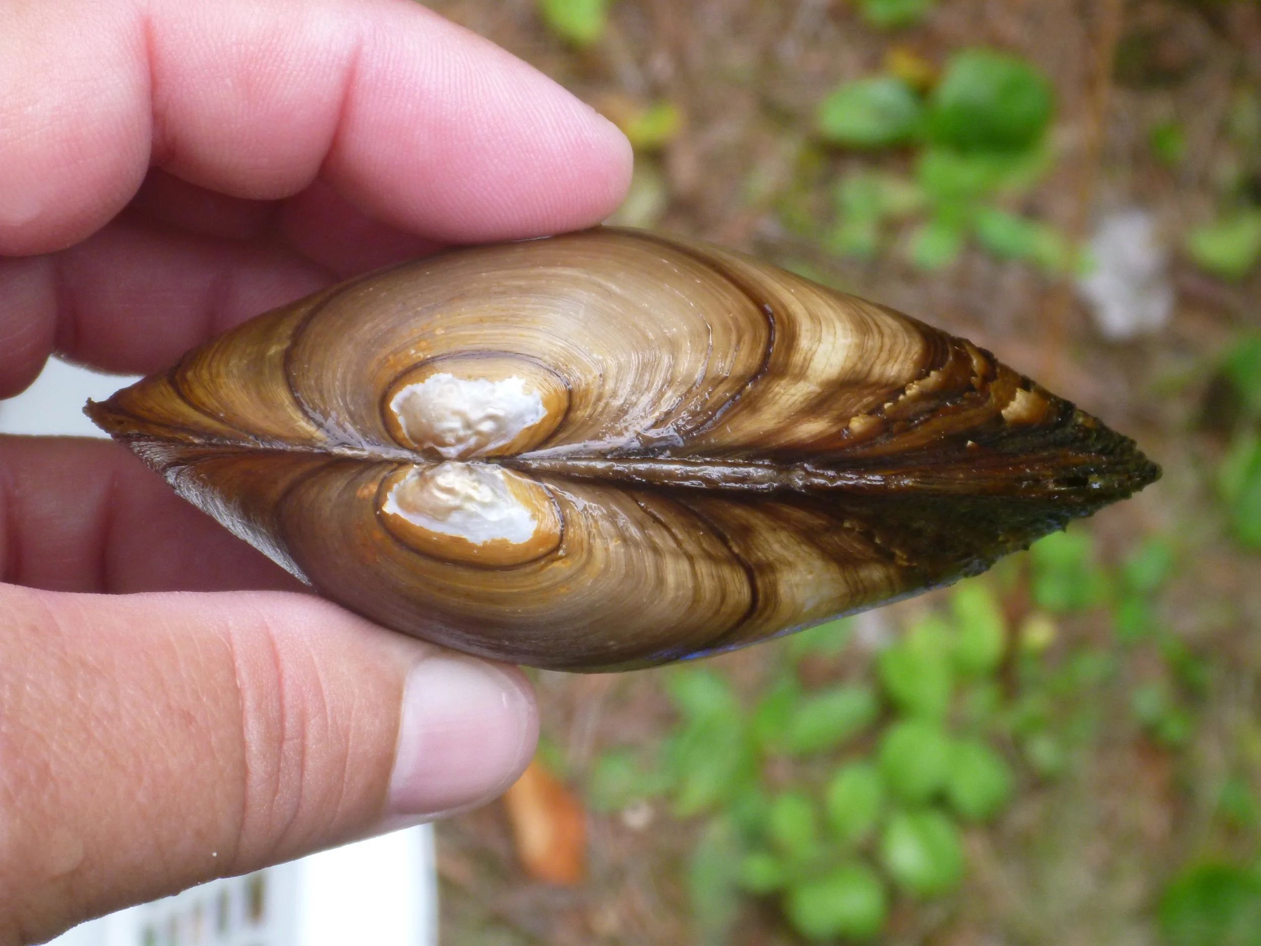 Governors State University Aquatic and Wetland Ecology Course