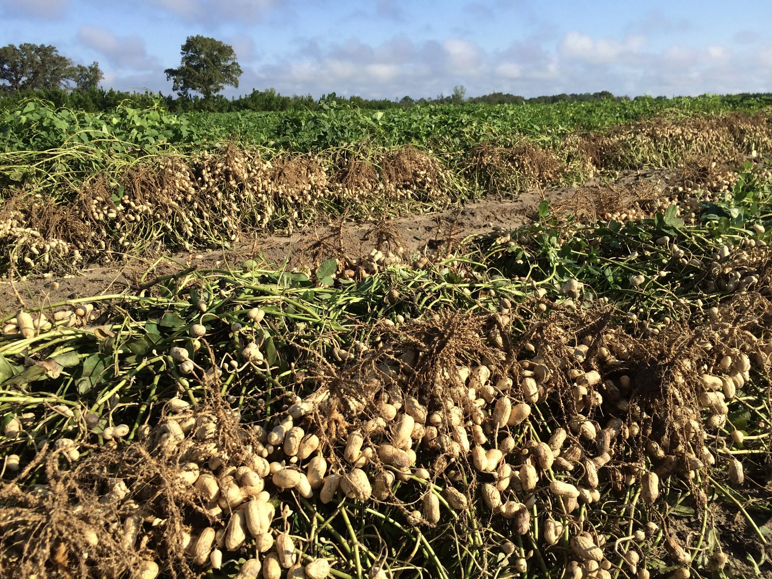 Georgia USDA Farm Service Agency — August 2019 Newsletter