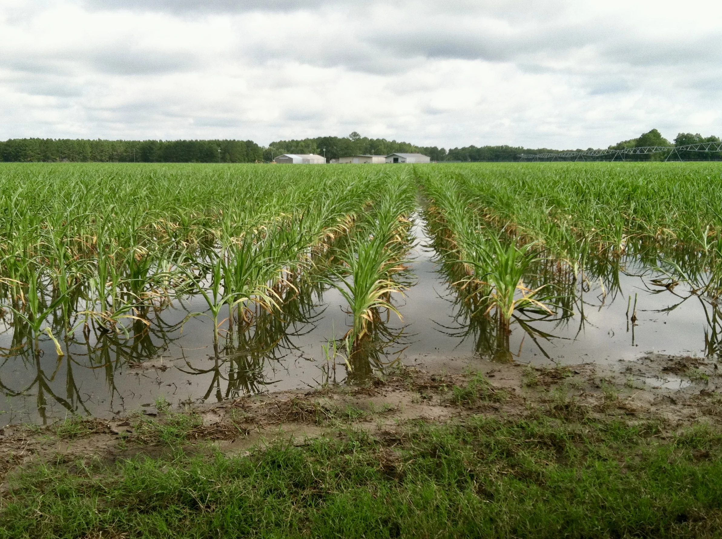 Insured Producers to Receive Automatic Prevented Planting ‘Top-Up’ Payments