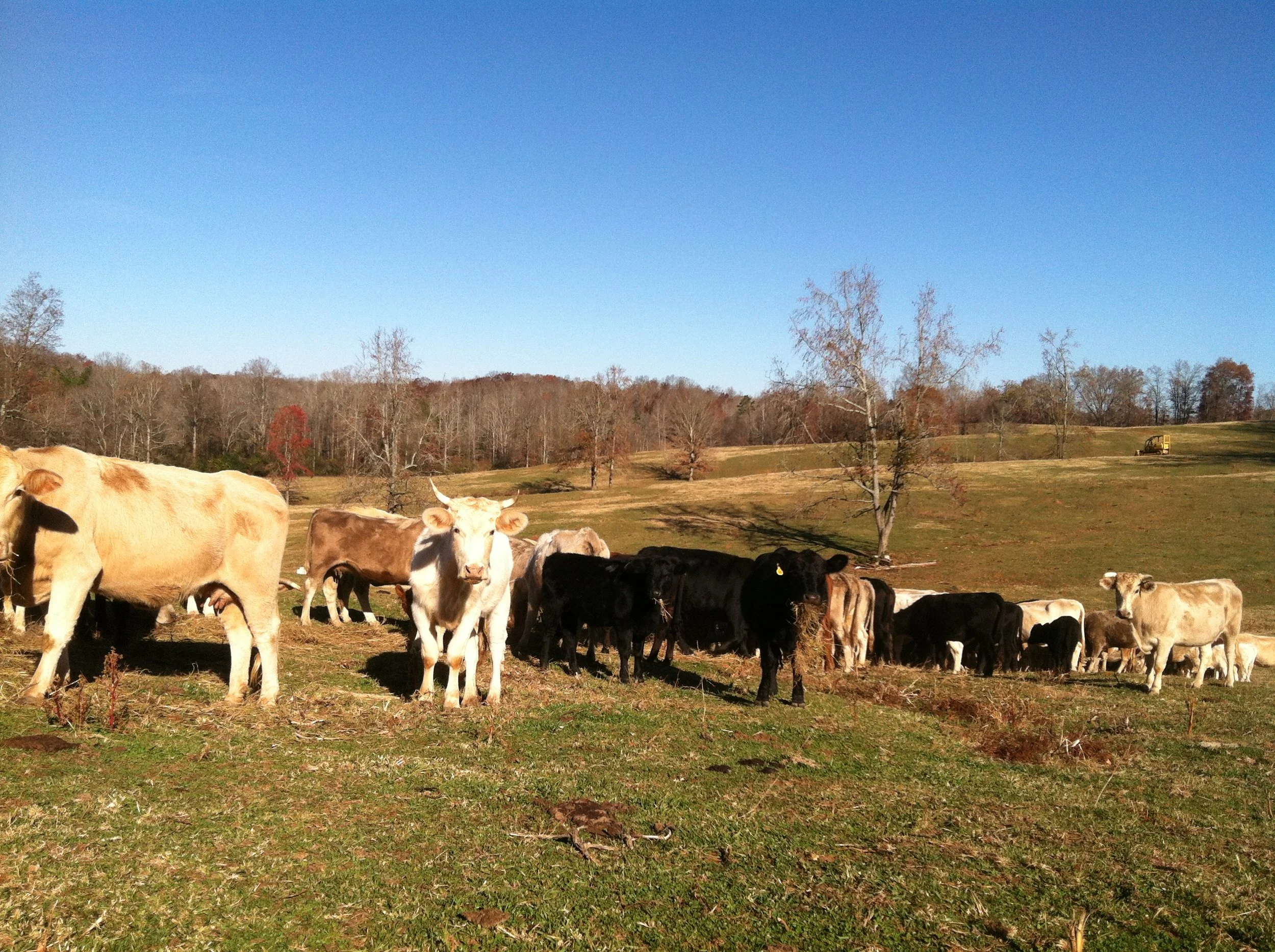 Livestock Forage Disaster Eligibility — Georgia State FSA November 2019 Newsletter