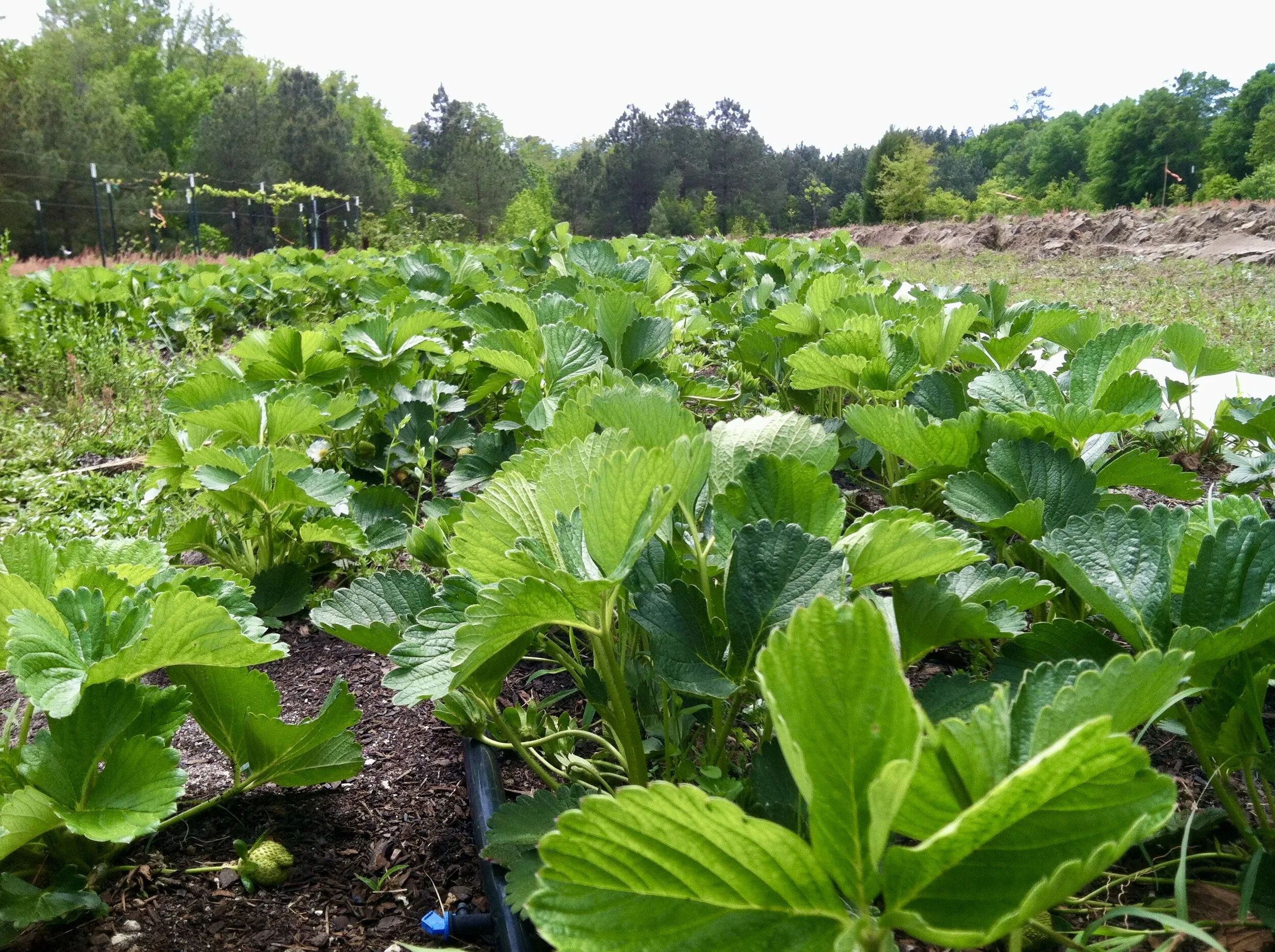 Georgia USDA FSA April Newsletter