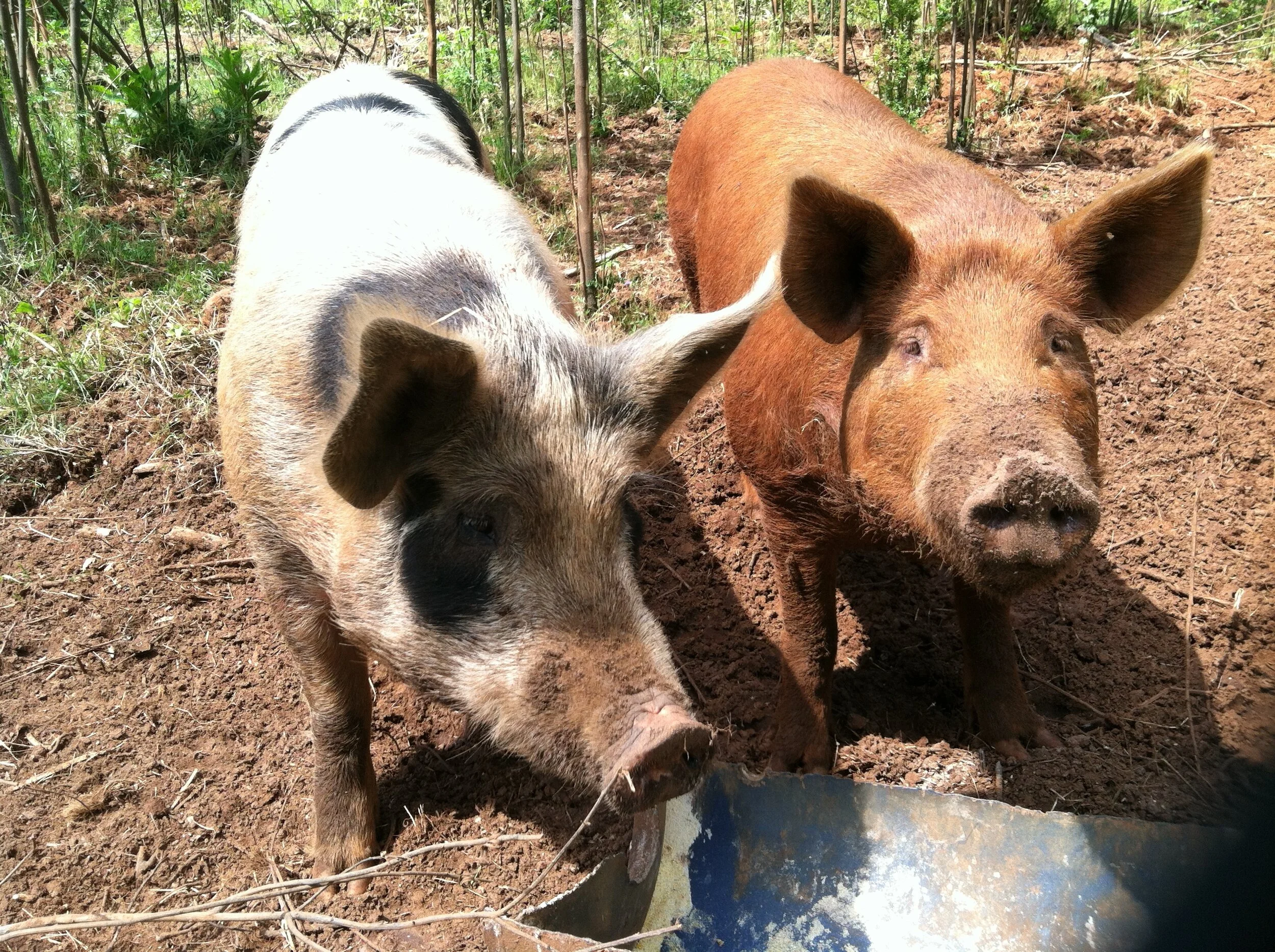 Food Animal Concerns Trust: 2020 Fund-a-Farmer Grants