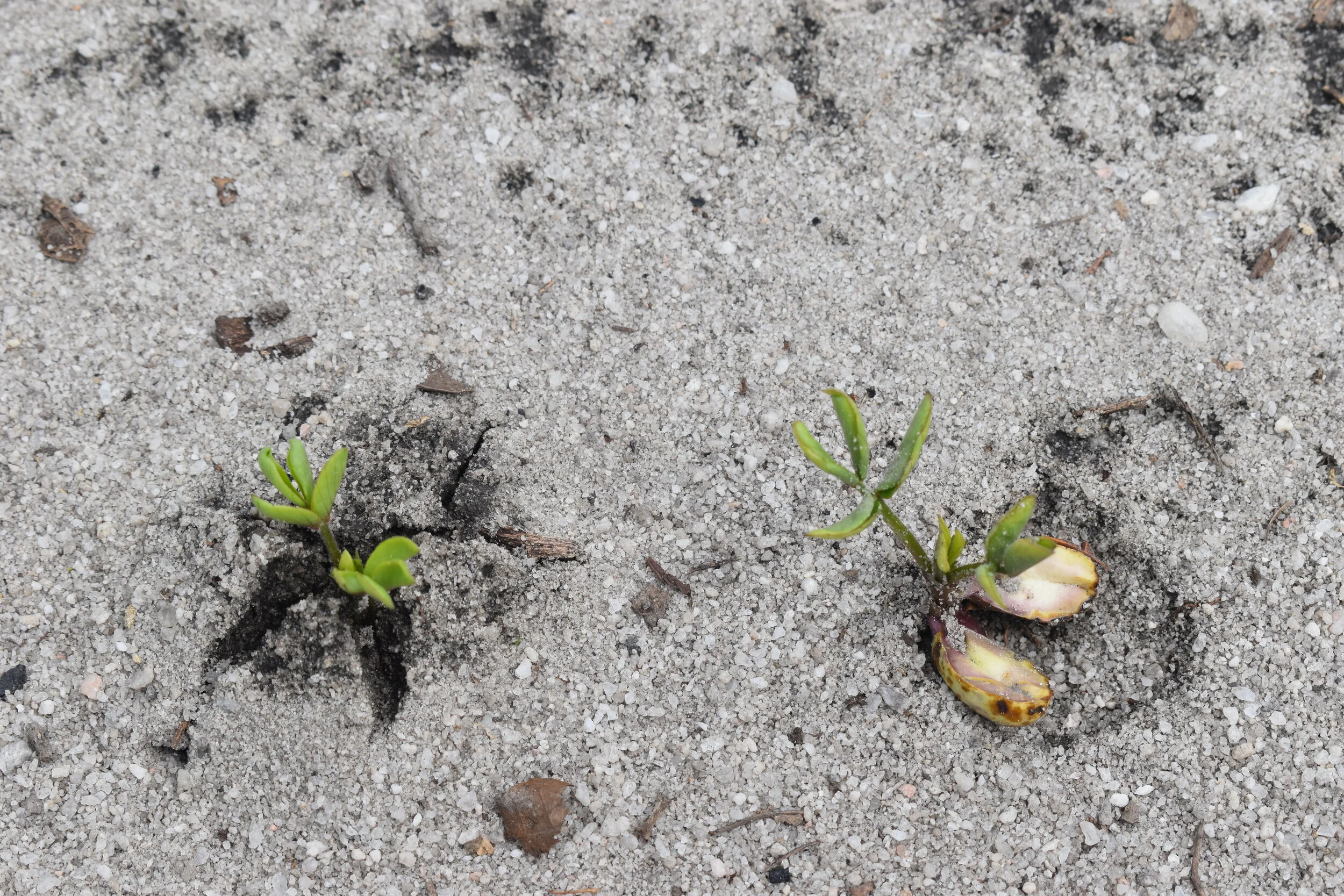 Southern SARE: 2021 Producer Grant Call for Proposals