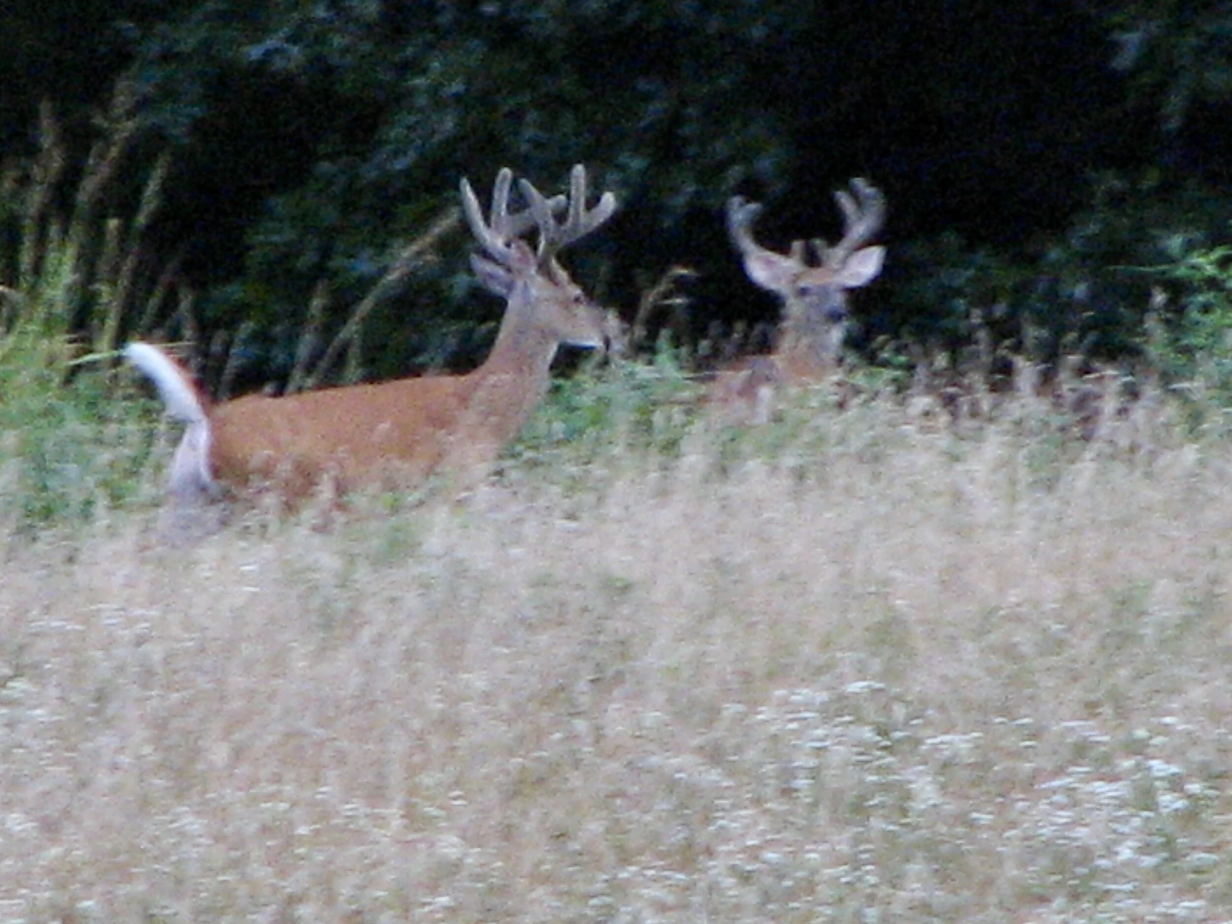 GA Dept. of Natural Resources Releases Landowner's Guide to Conservation Incentives