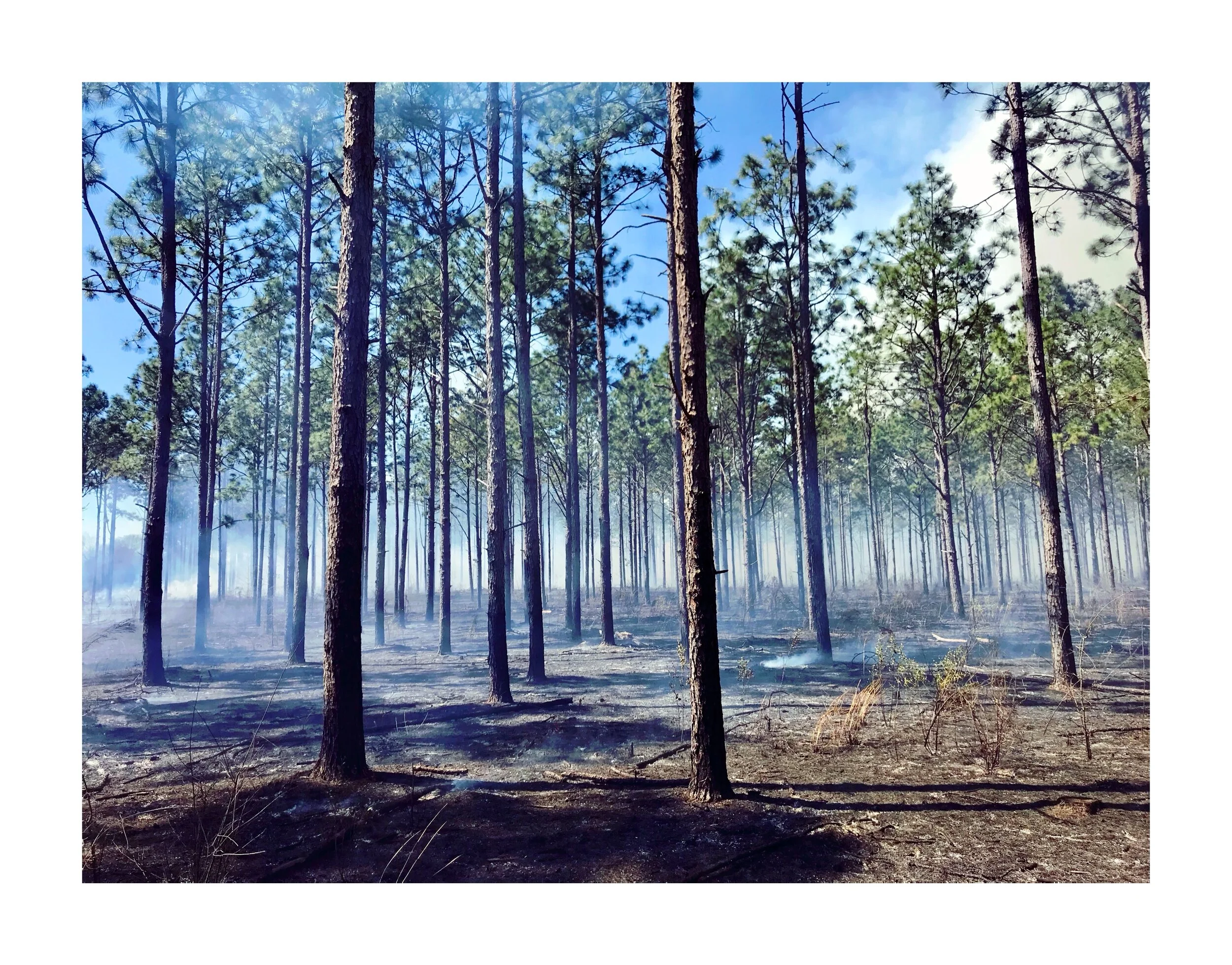 USDA NRCS in Georgia Announces May 31 Application Cutoff for Healthy Forests Reserve Program (HFRP)