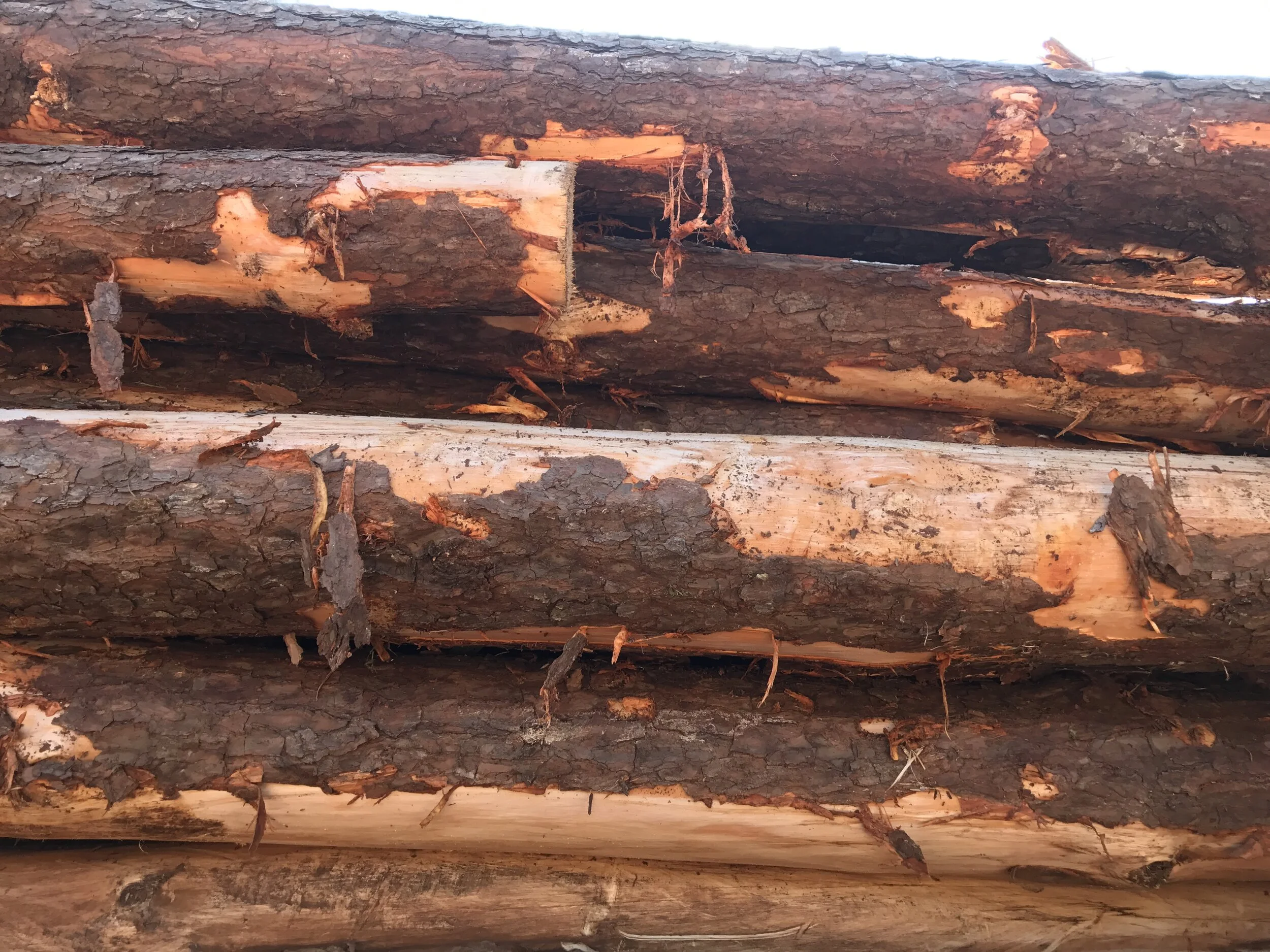 USDA Announces Pandemic Assistance for Timber Harvesters and Haulers Program (PATHH)