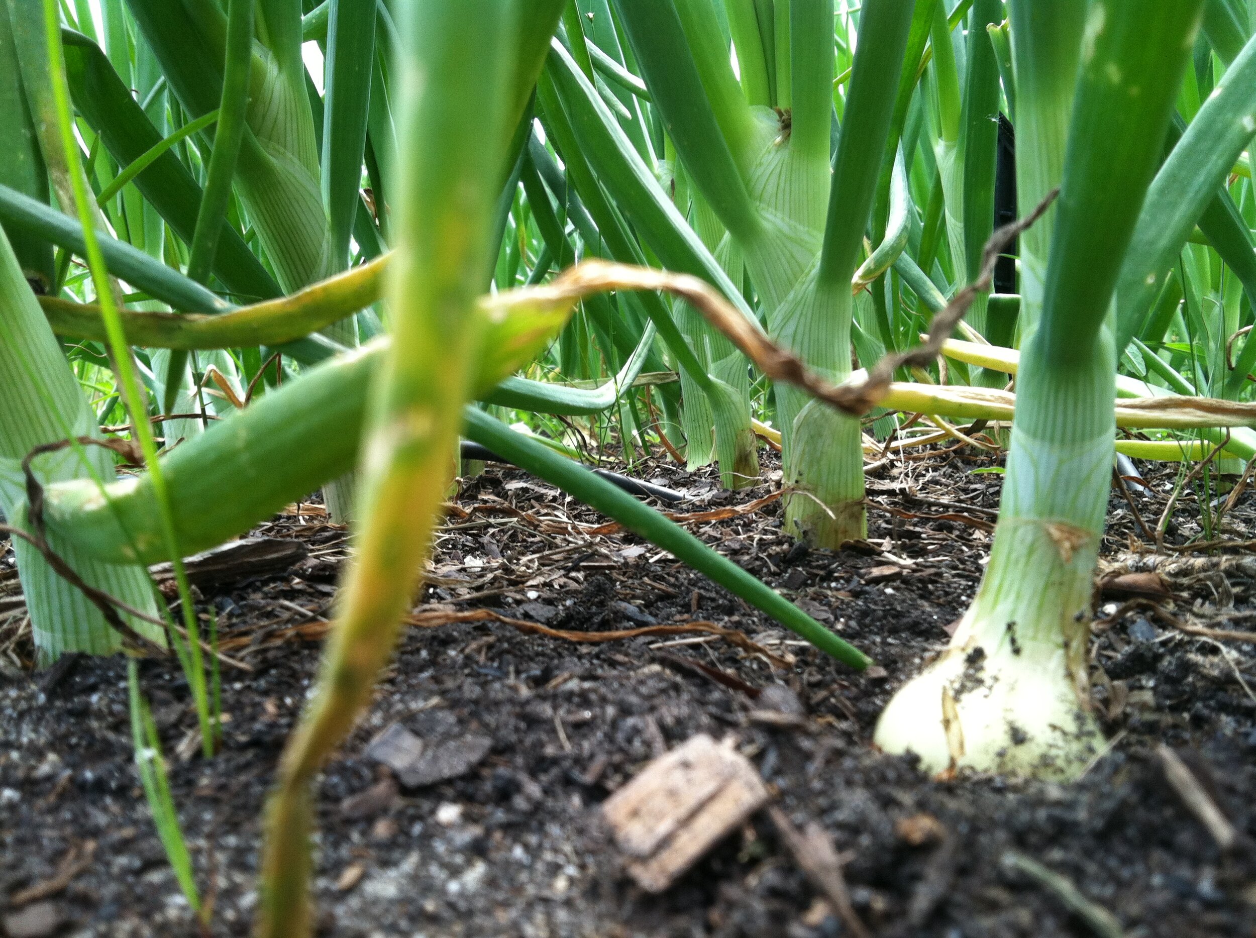 Crop Insurance Deadline Nears for Onion Growers in Georgia