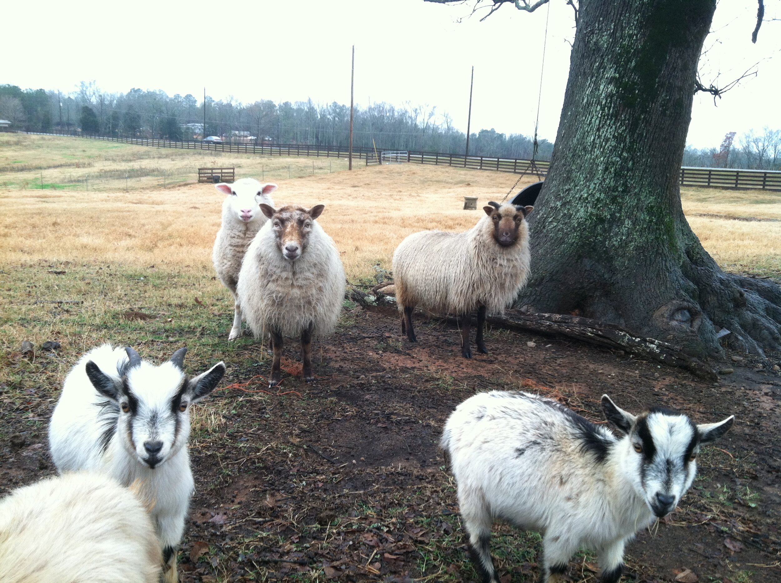 Team Agriculture Georgia — Virtual Workshop for Small and Beginning Livestock and Forage Producers