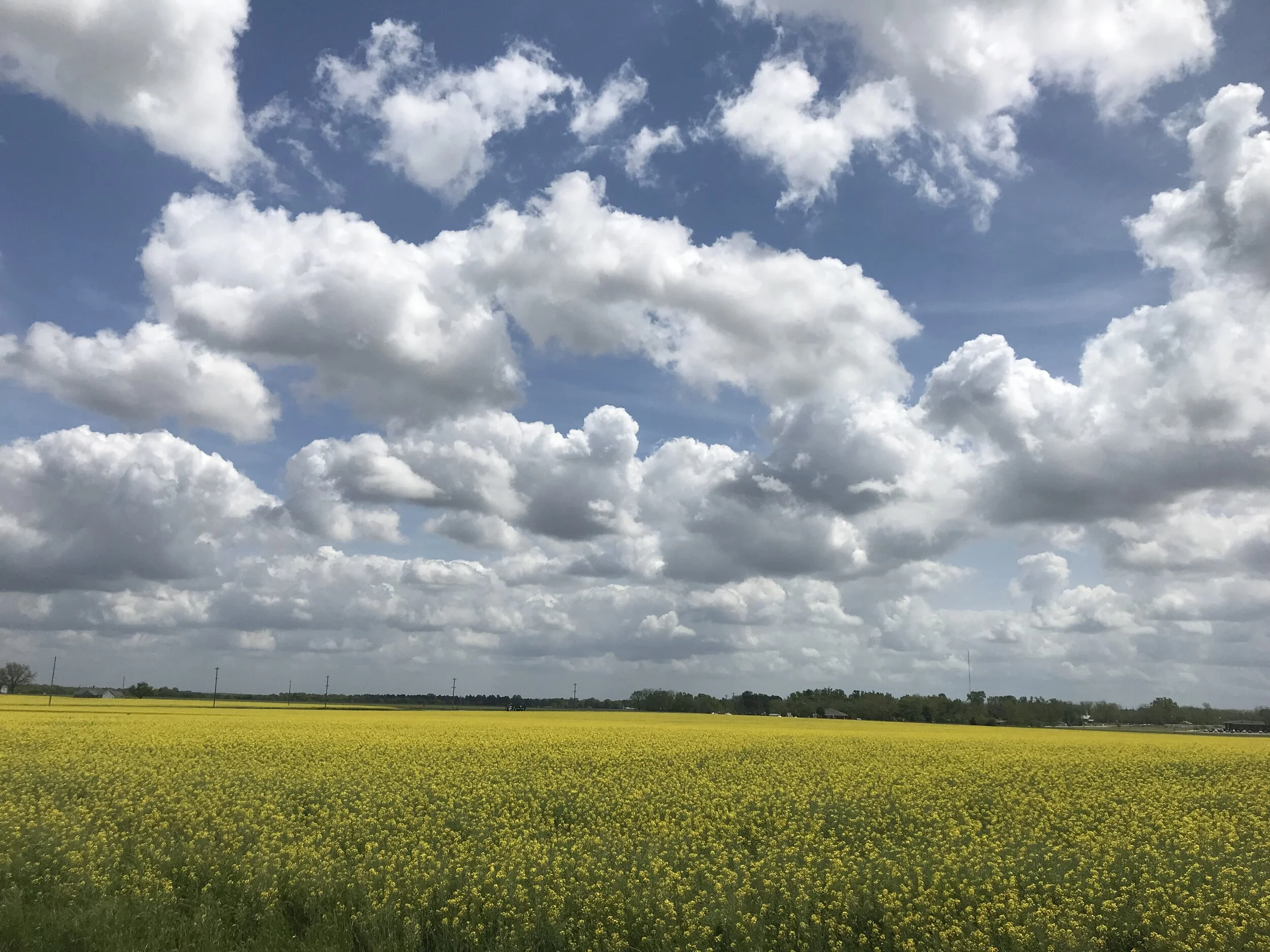 Crop Insurance Deadline Nears in Georgia for Barley, Canola, Oats, and Wheat Growers