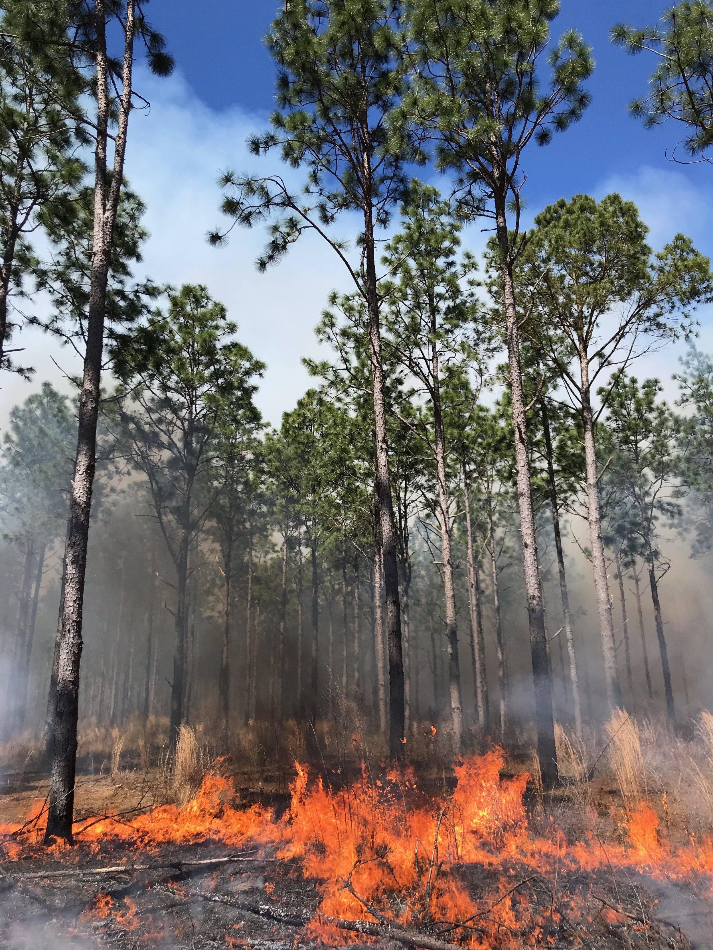Learn and Burn: Utilizing Fire on Your Land