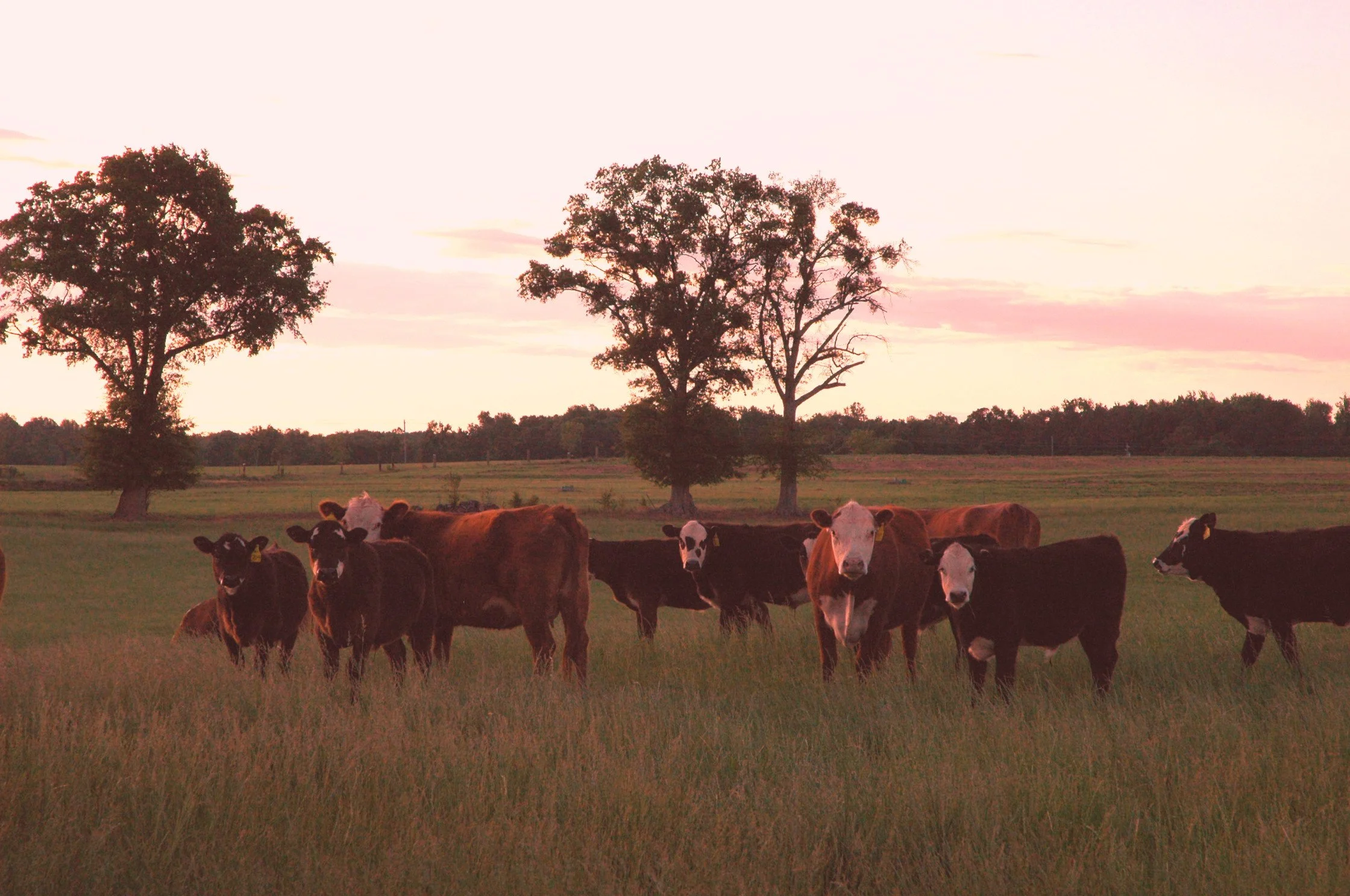 FSA Livestock Forage Disaster Program Eligibility Tool