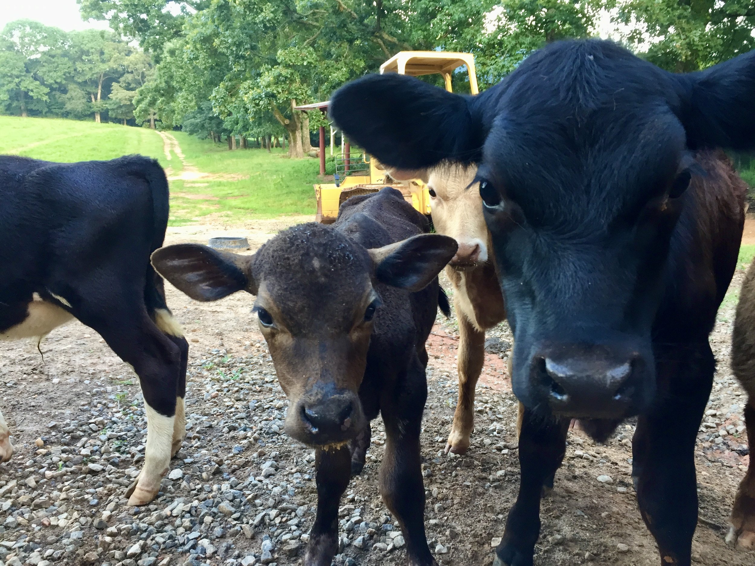 Beef Cattle 101 - Lamar County