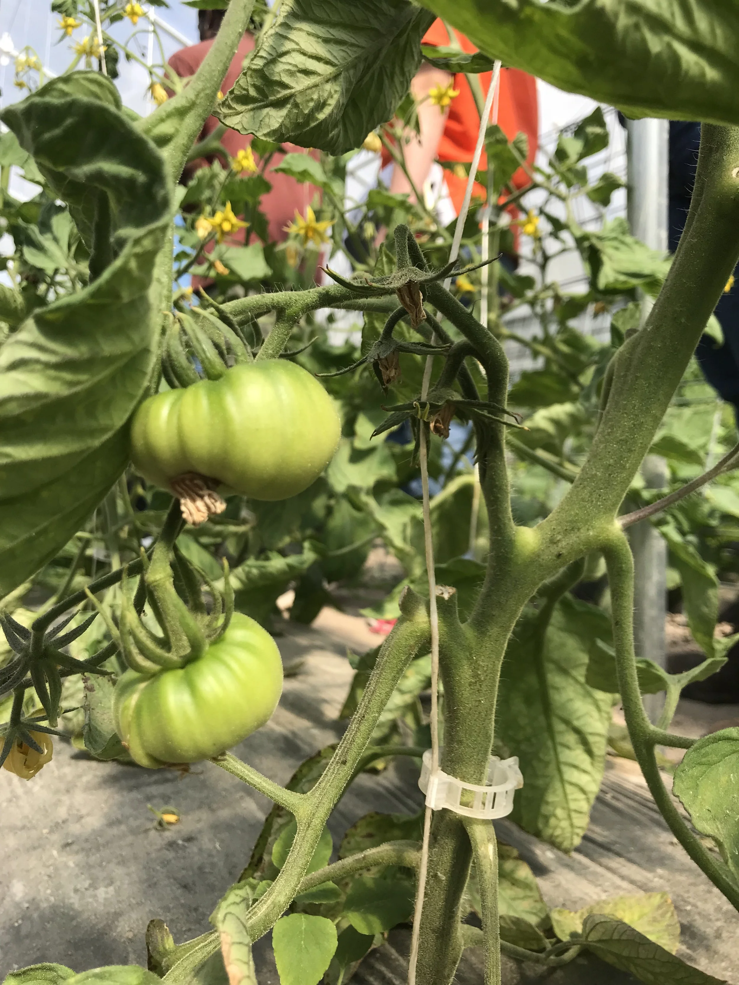 Crop Insurance Deadline Nears in Georgia for Fresh Market Tomato and Pecan Growers