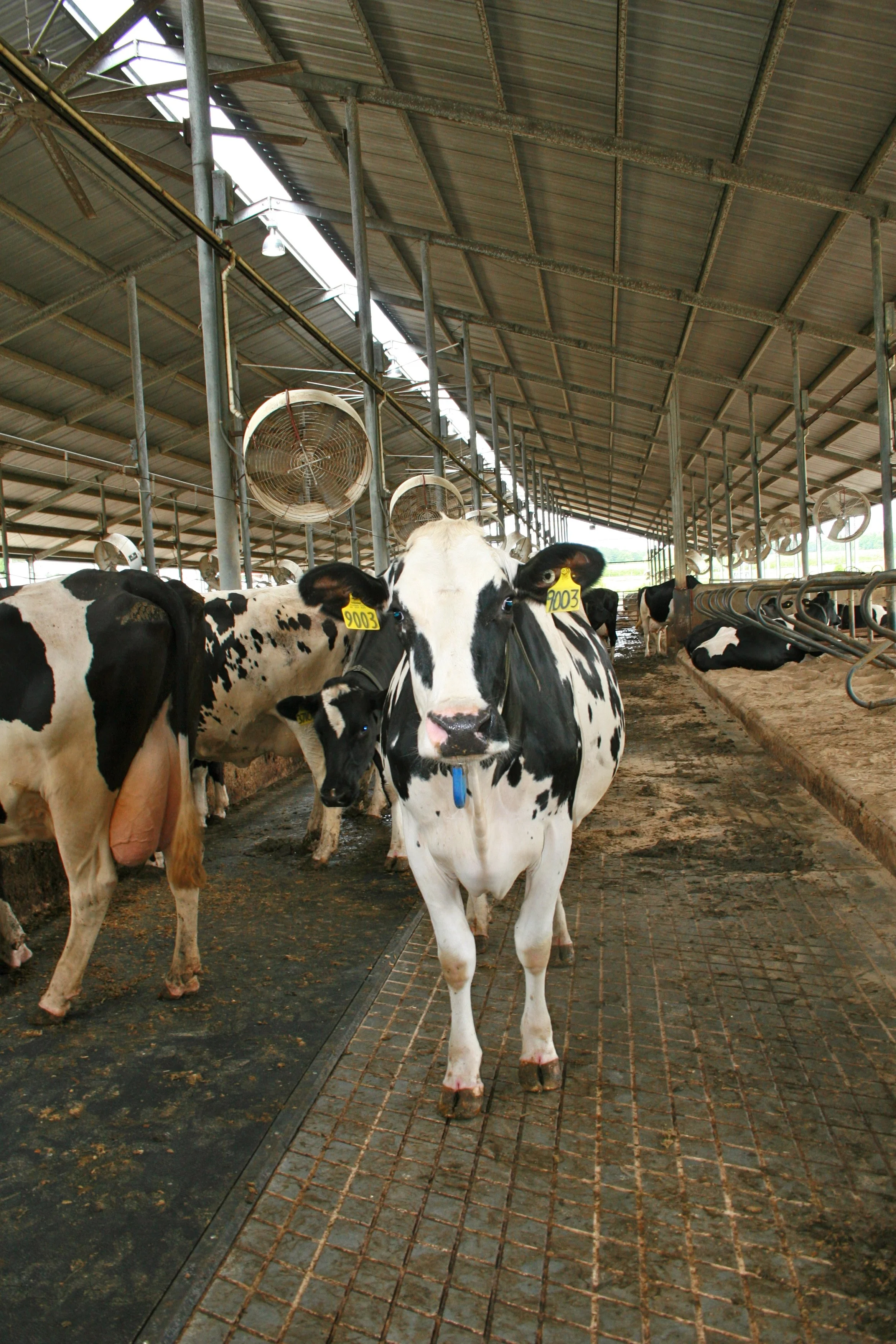 USDA Announces Additional Assistance for Dairy Farmers