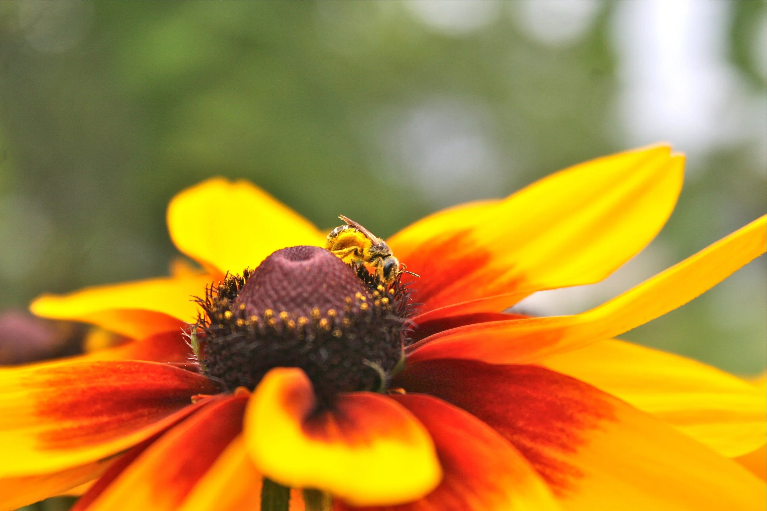 Farmer Meetup: Cut Flowers