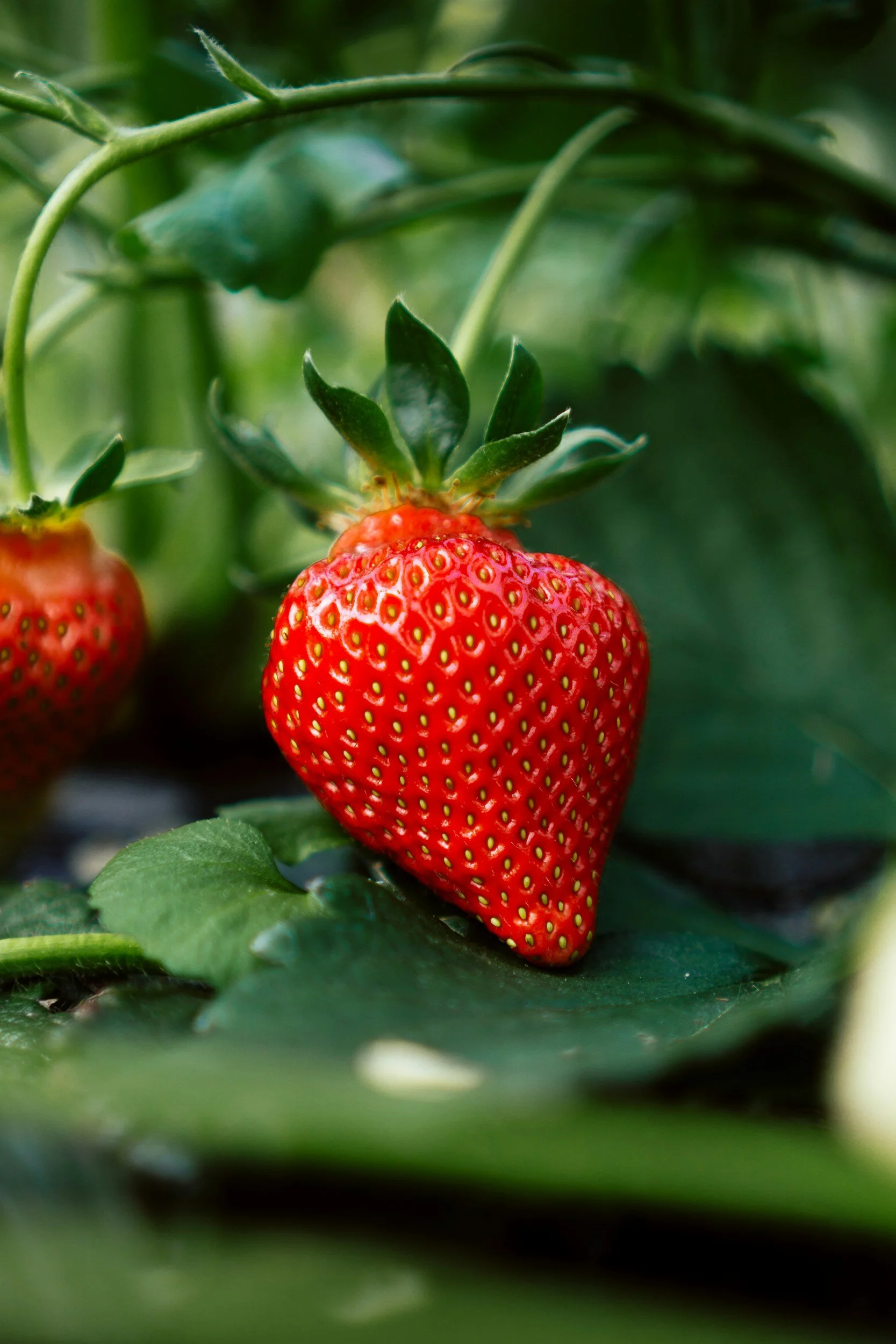 Farmer Meetup: Growing Strawberries