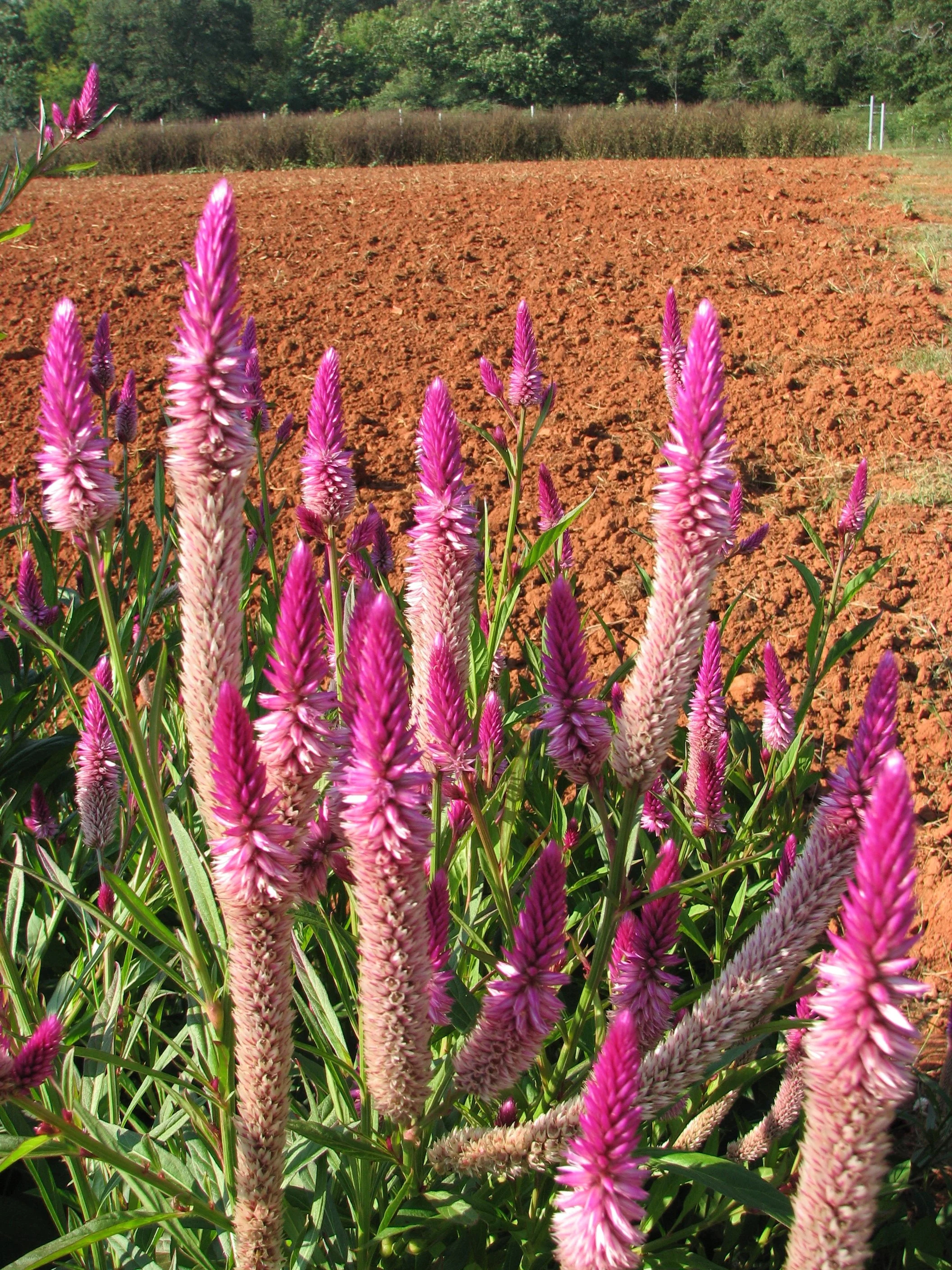 Rodale Southeast Organic Center Field Day