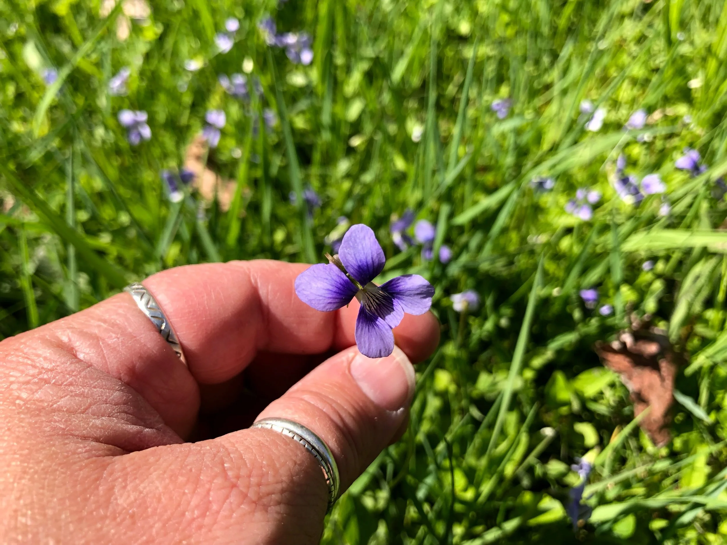 Wild violets