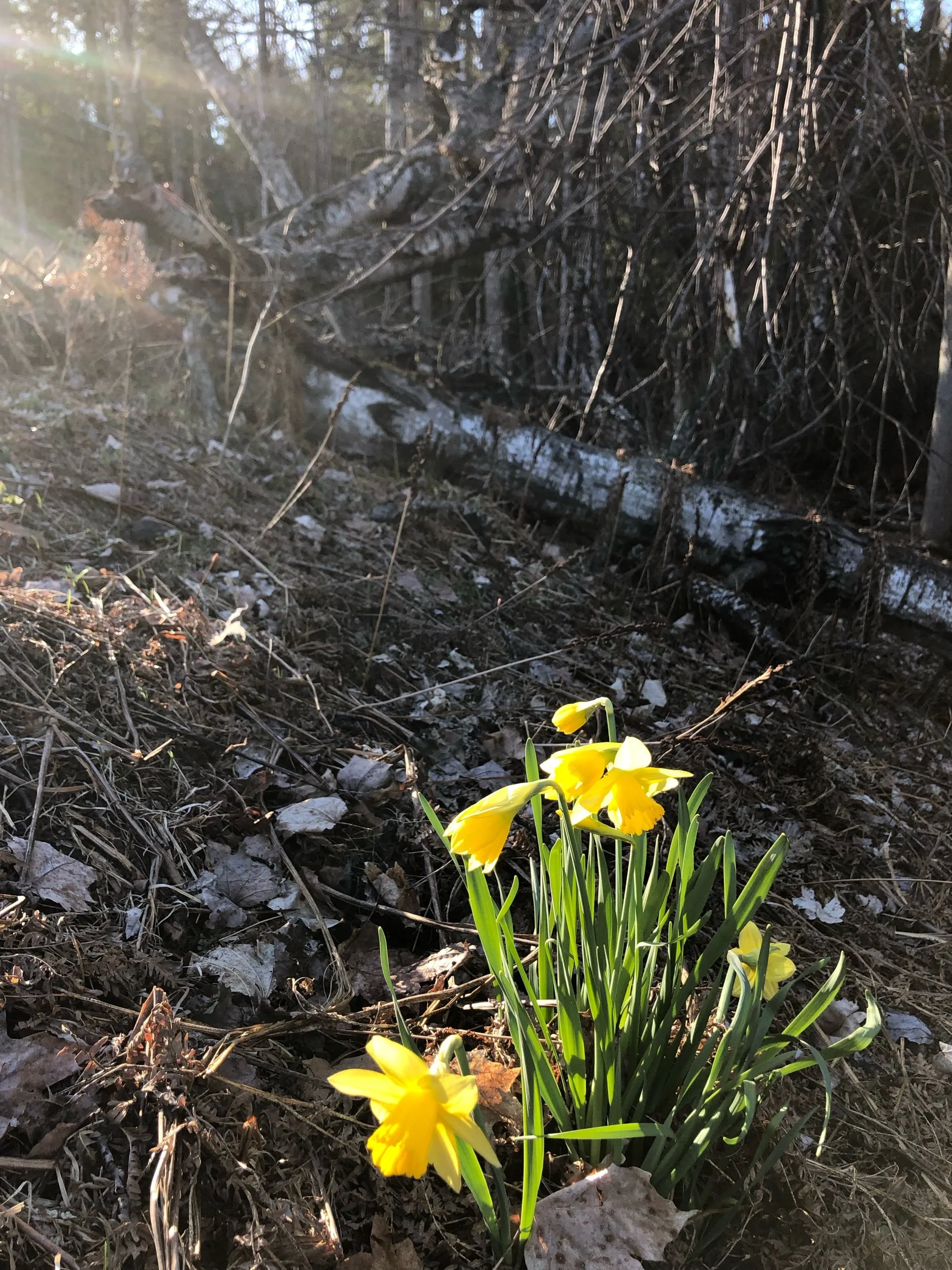 Spring, my favorite season