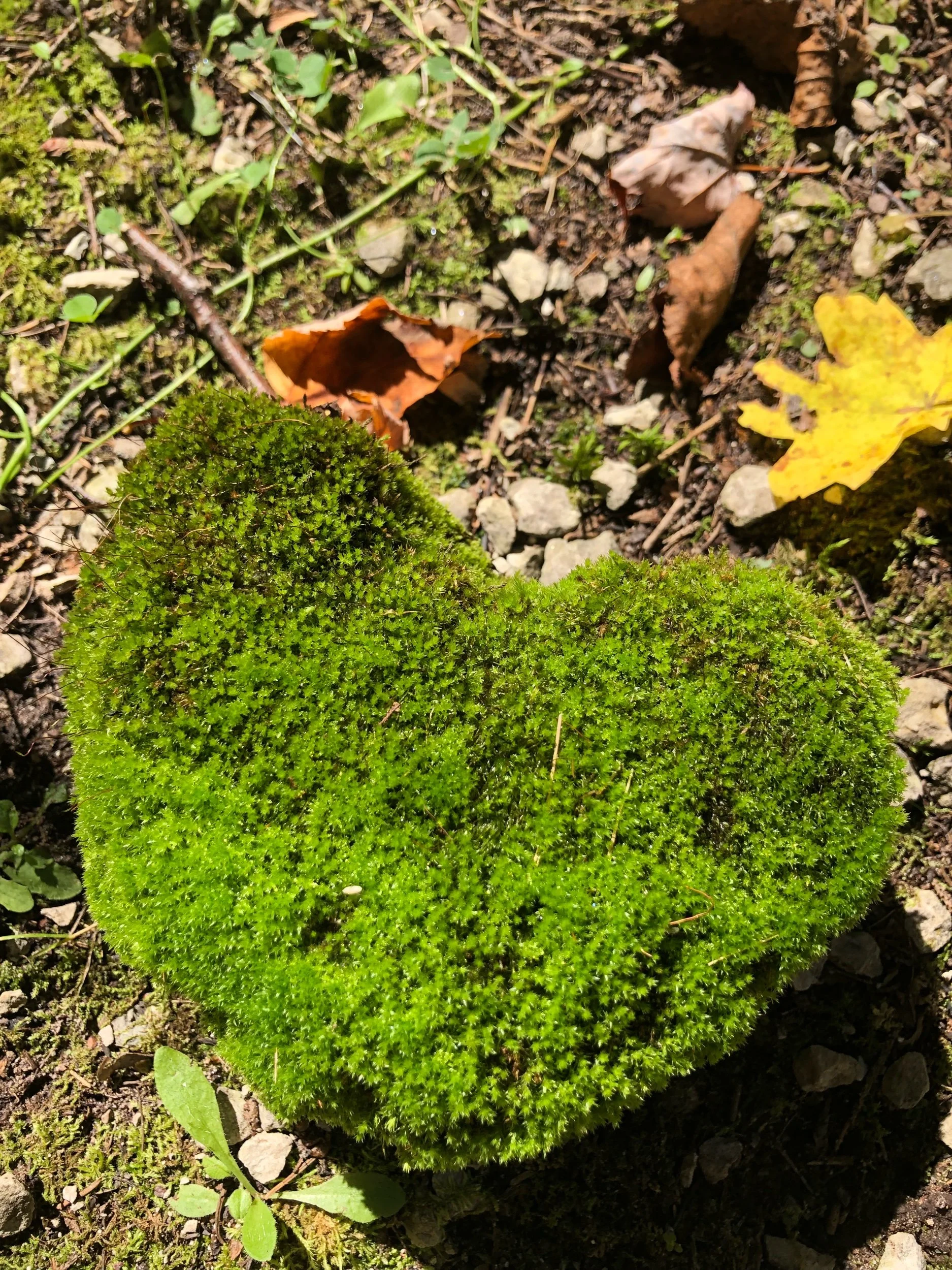 Hearts are all around