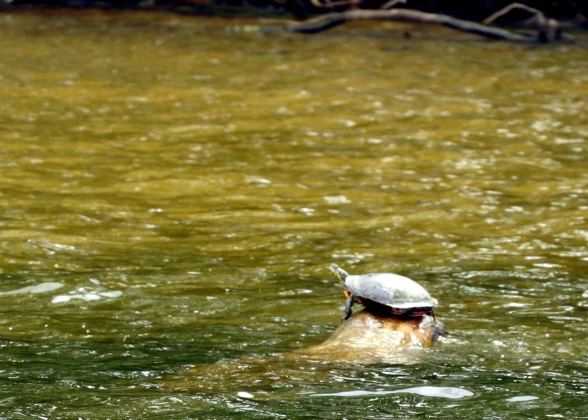 Turtles: The quiet spectators