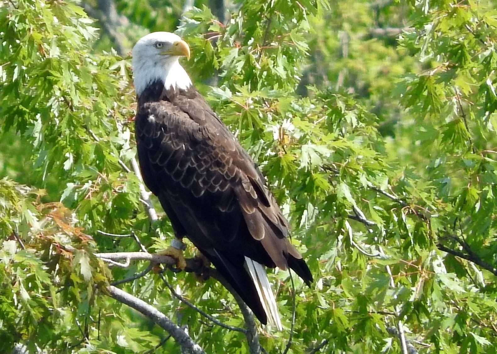 Where the eagles still fly