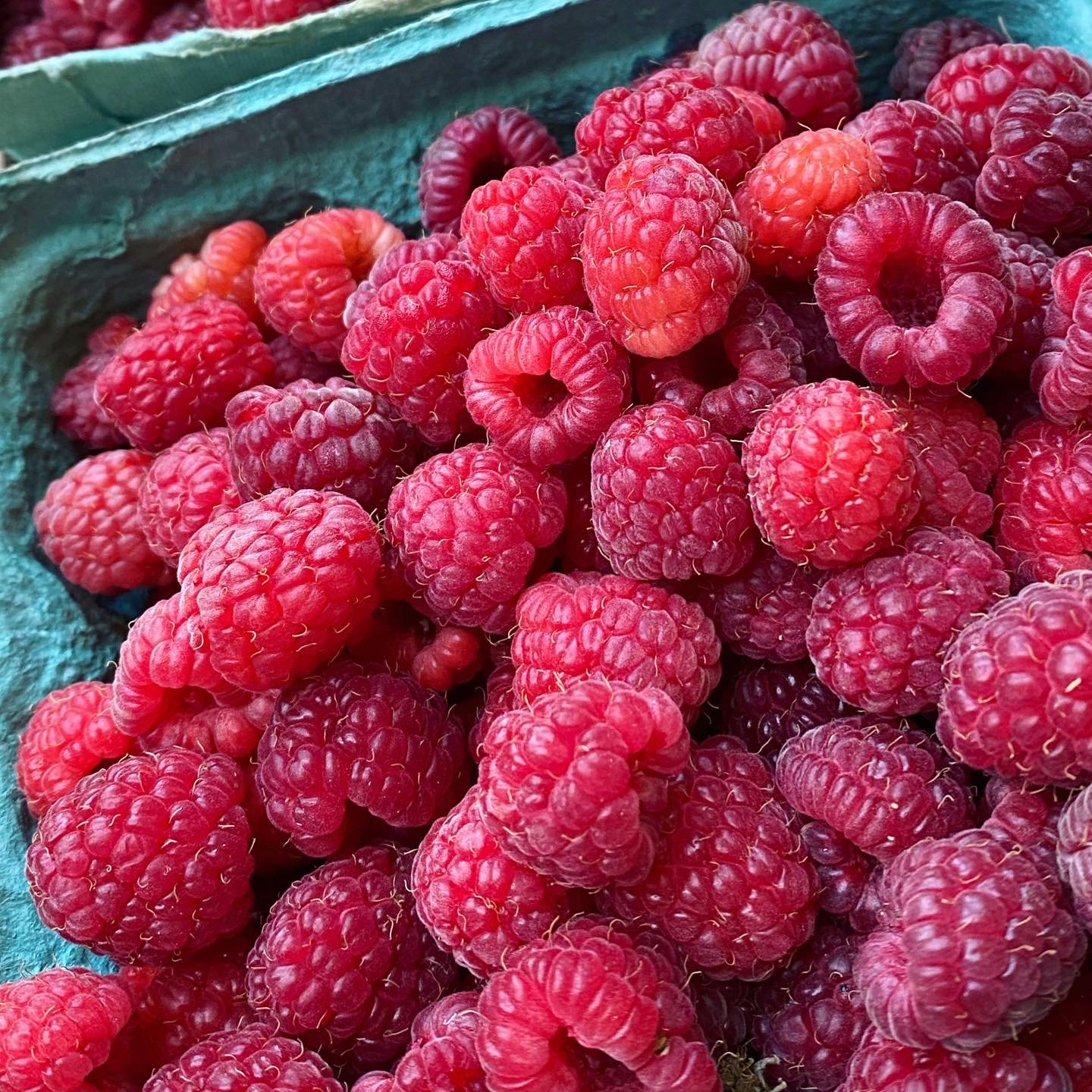 Raspberry heaven