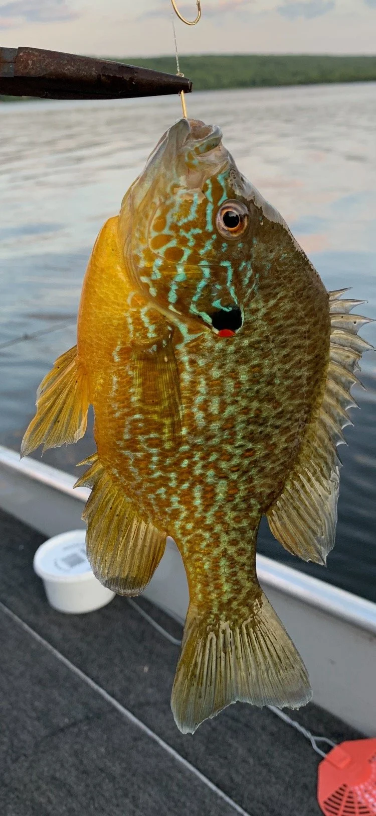 Colorful catches
