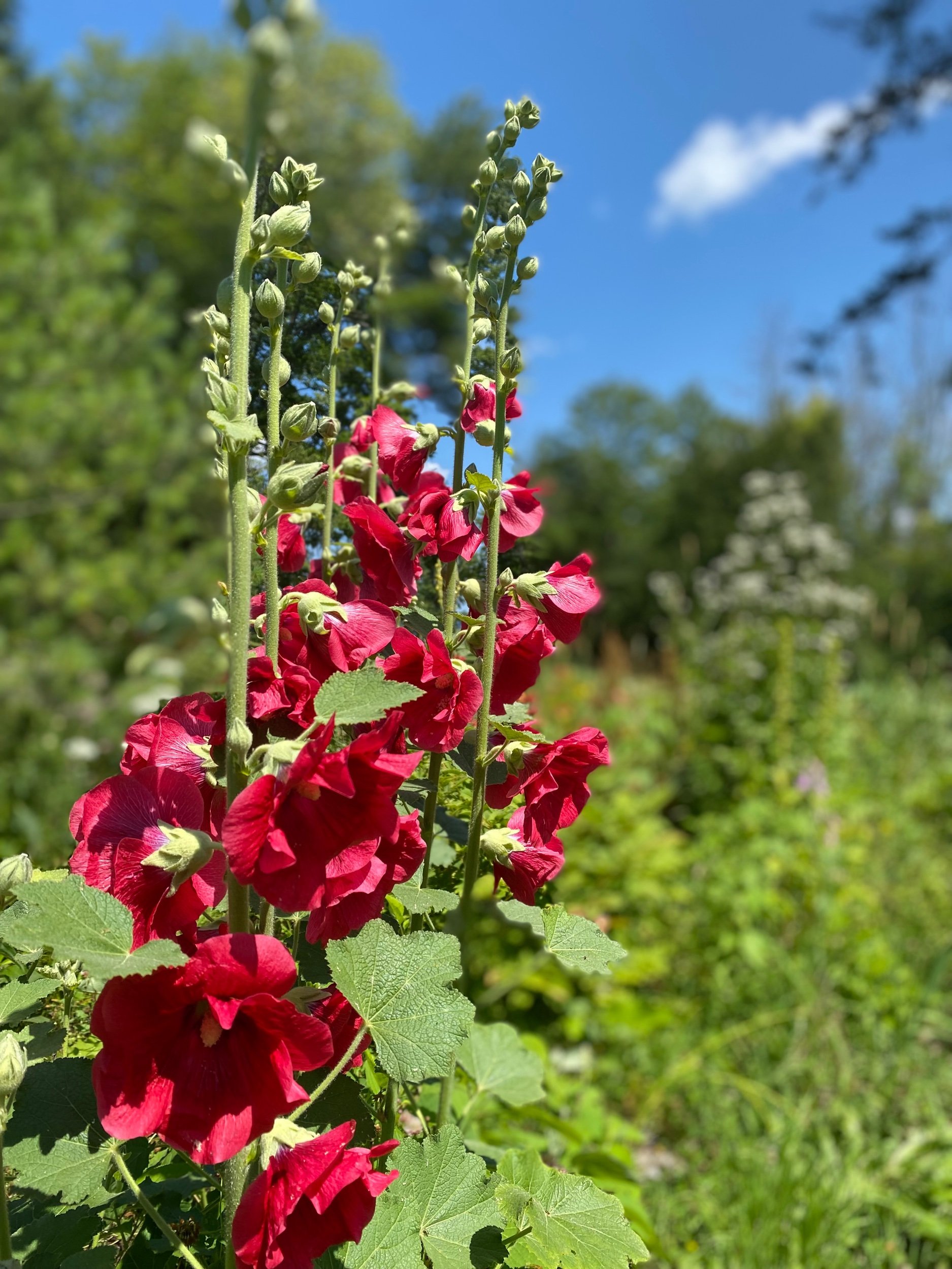 Hollyhocks