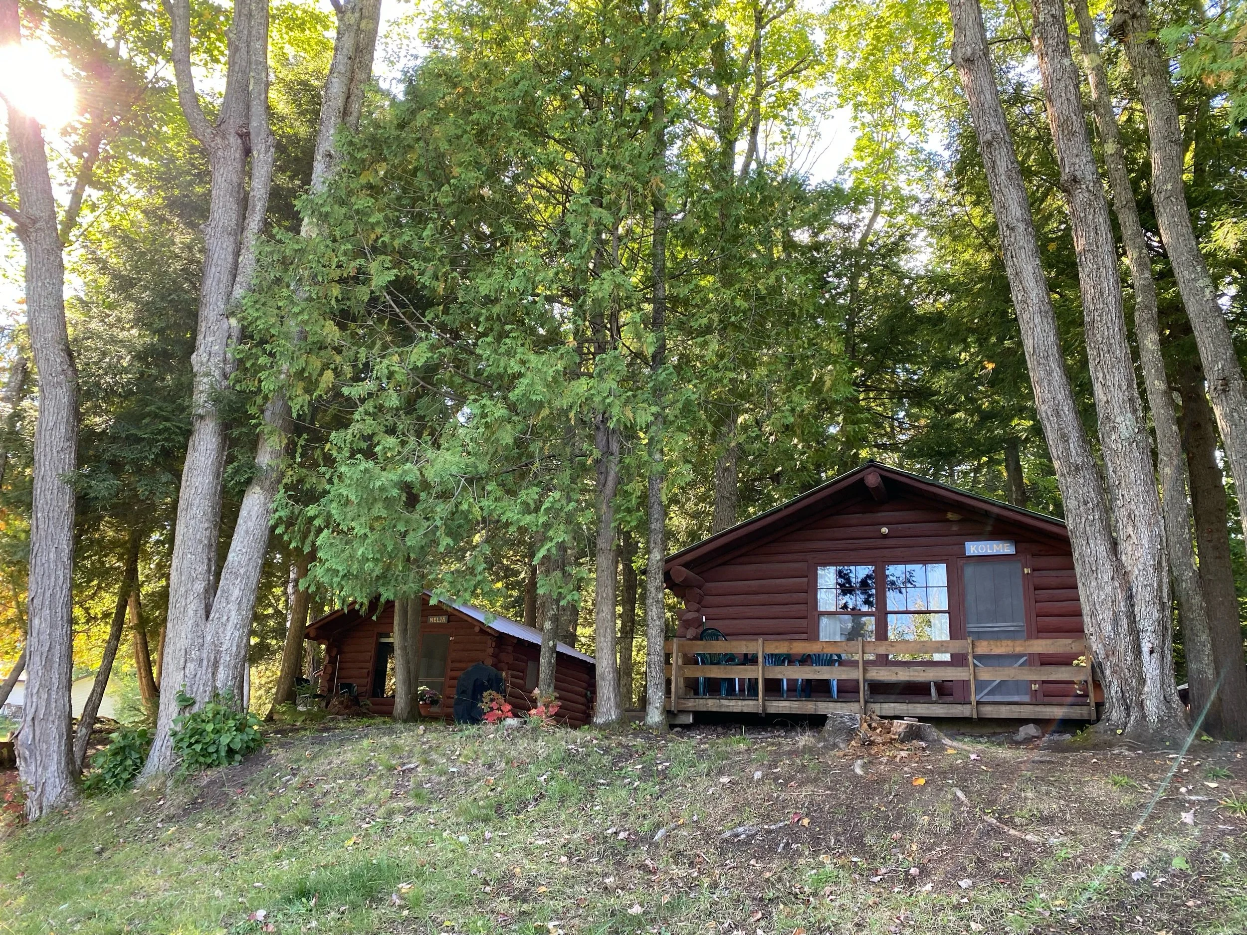 Living among the trees